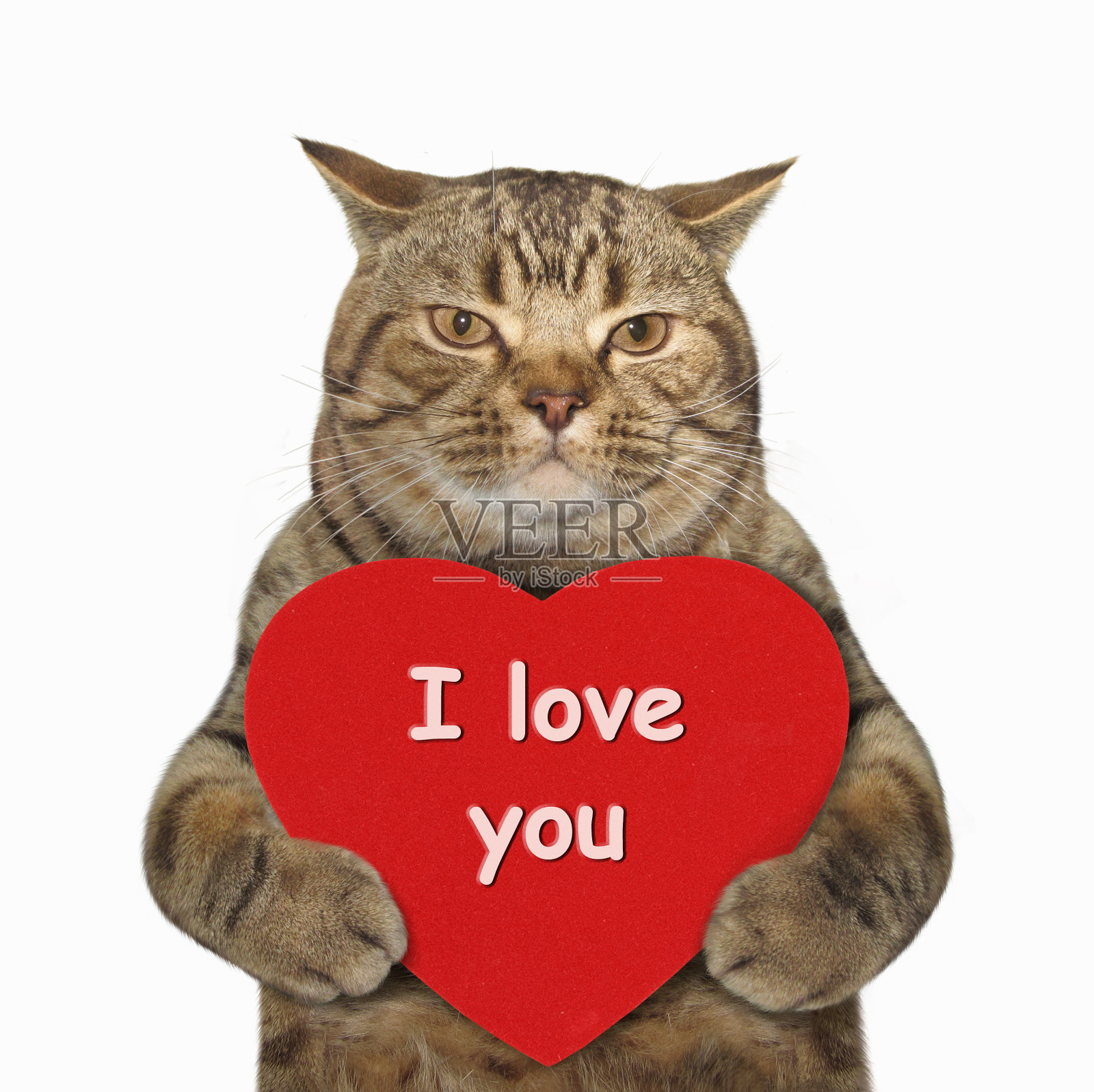 猫和心的艺术照片摄影图片