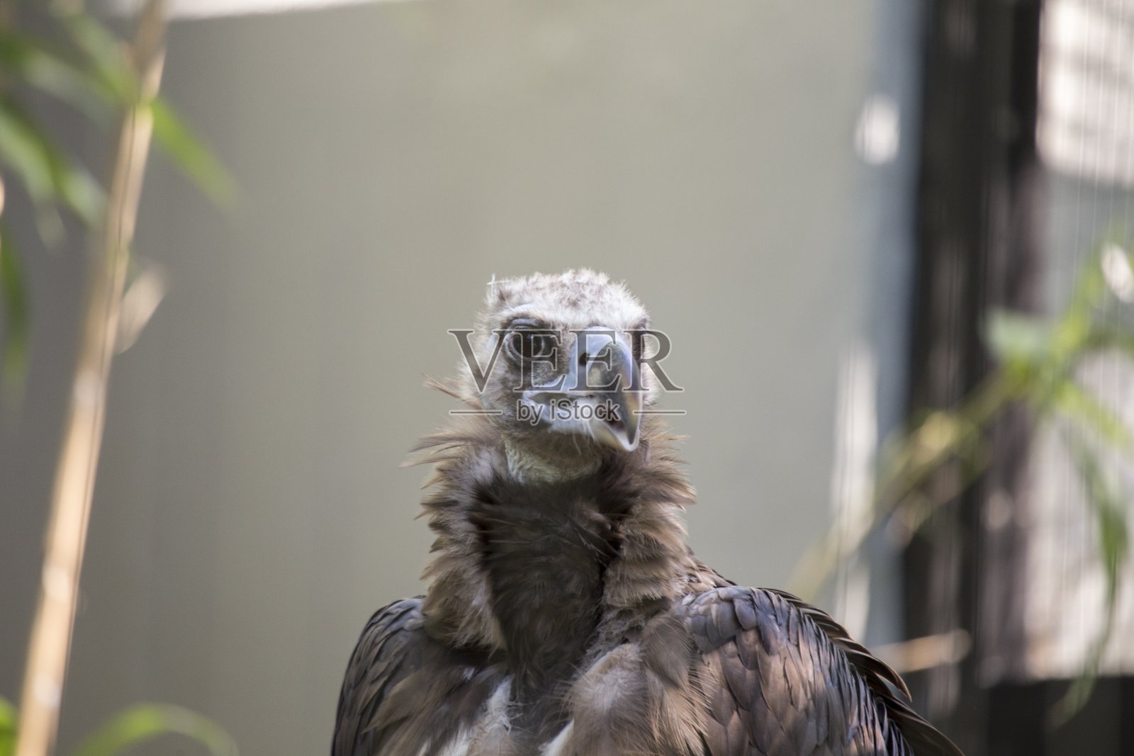 欧亚黑秃鹫照片摄影图片