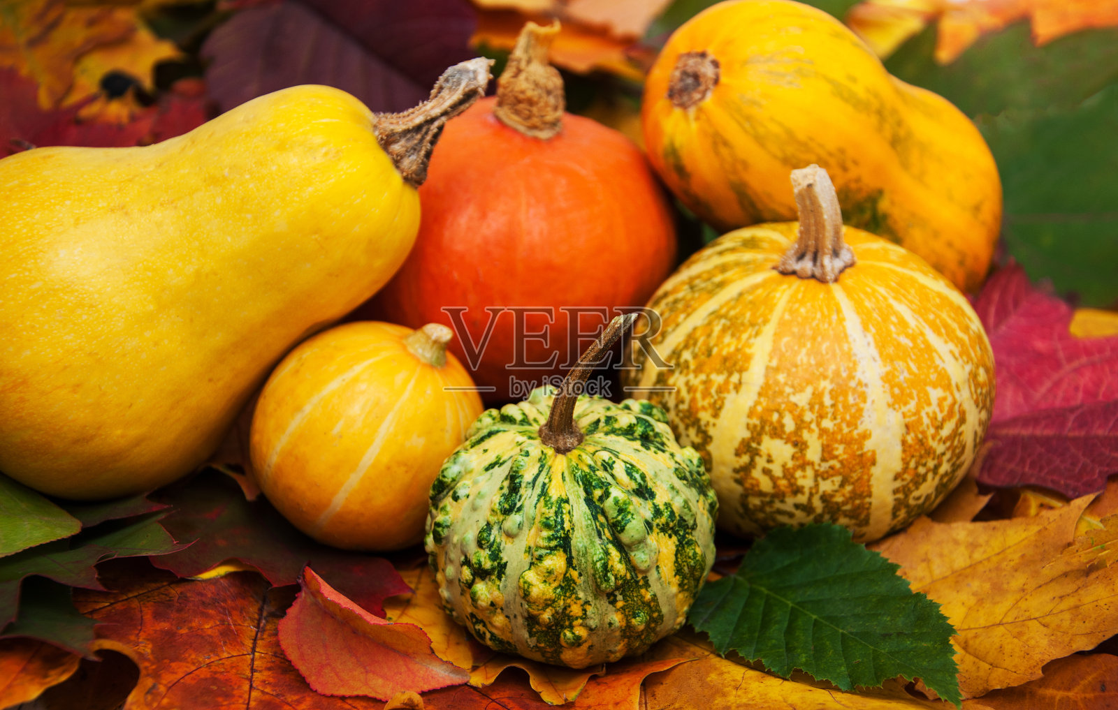 南瓜和树叶照片摄影图片