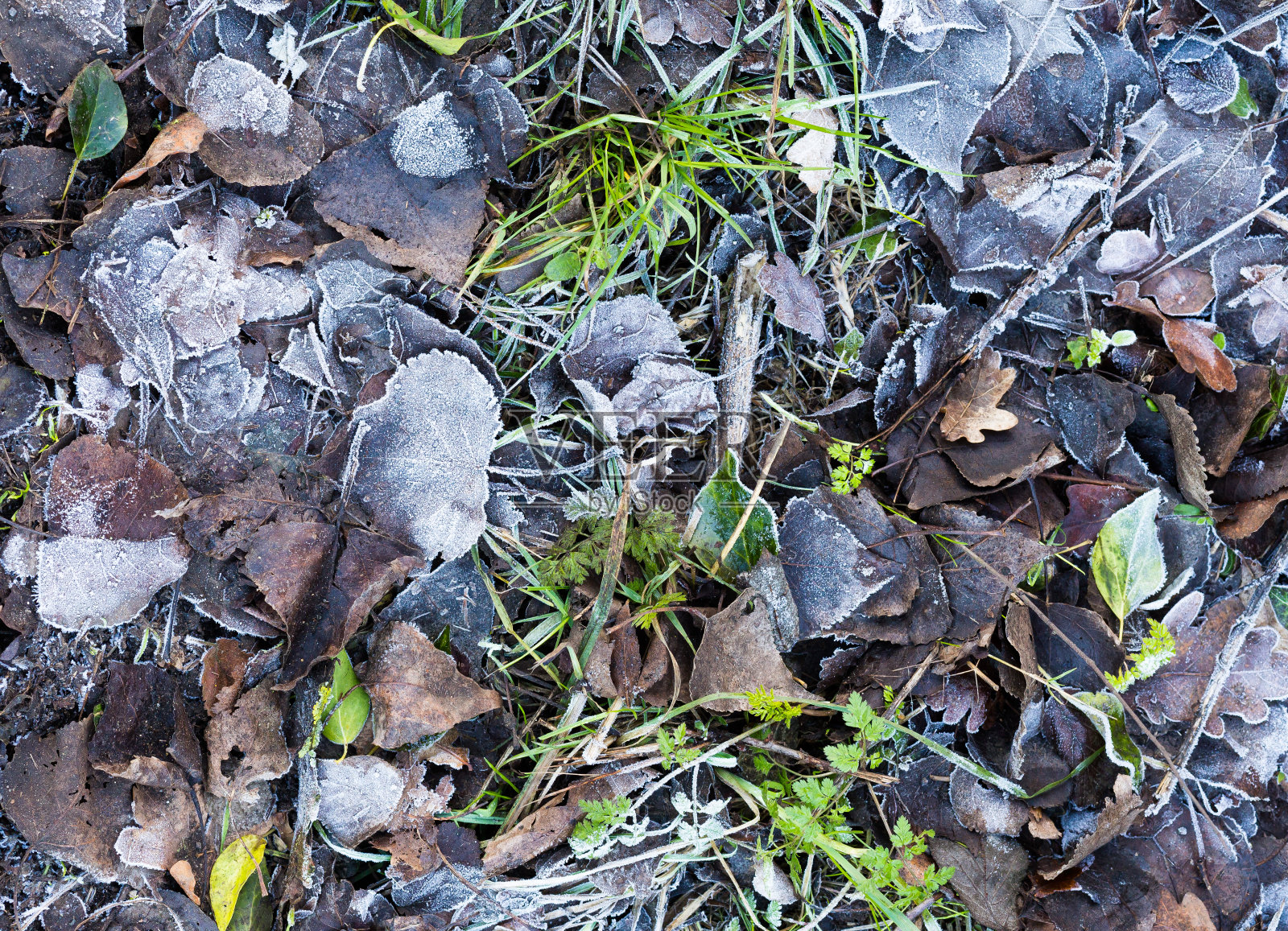 冬日清晨地面上冰冻的叶子背景纹理照片摄影图片