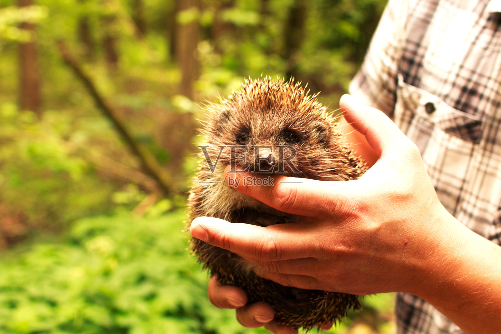 一个人在森林里抱着一只刺猬照片摄影图片