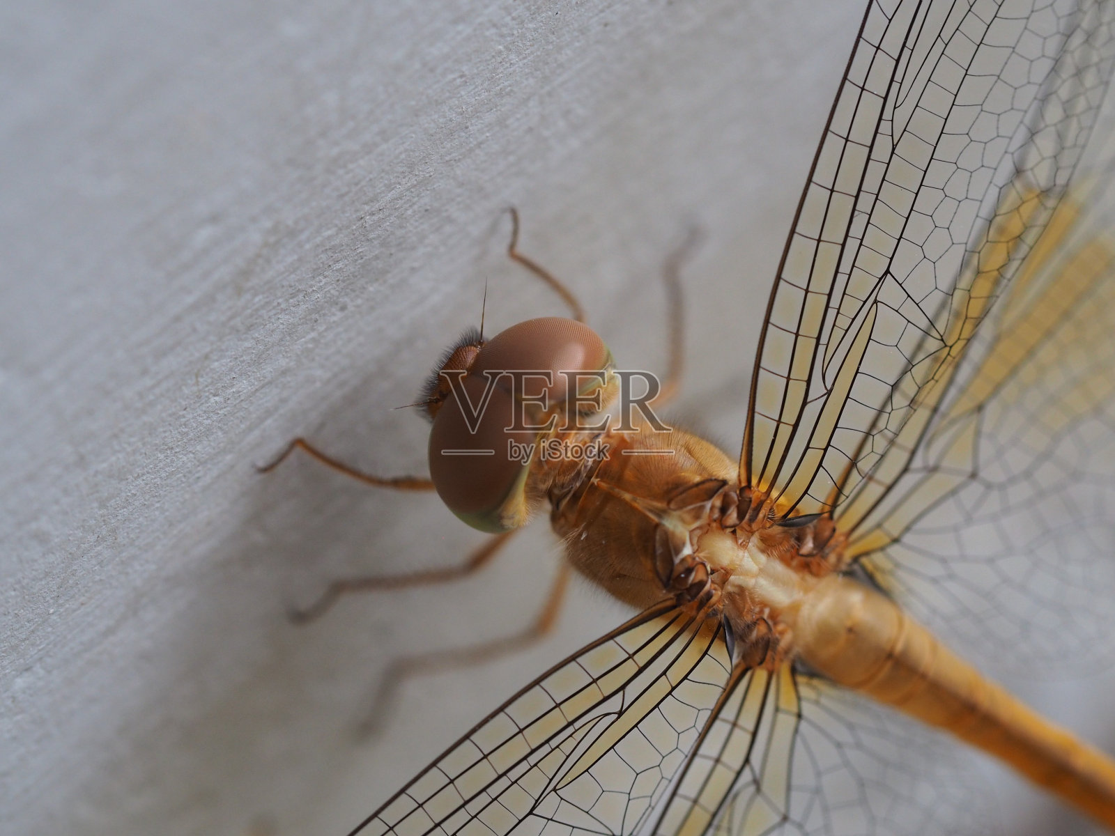白墙上的蜻蜓背景照片摄影图片