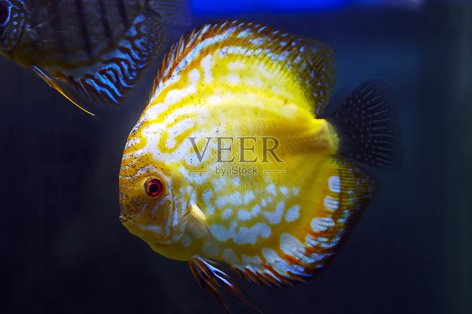 鱼缸里的铁饼鱼照片摄影图片