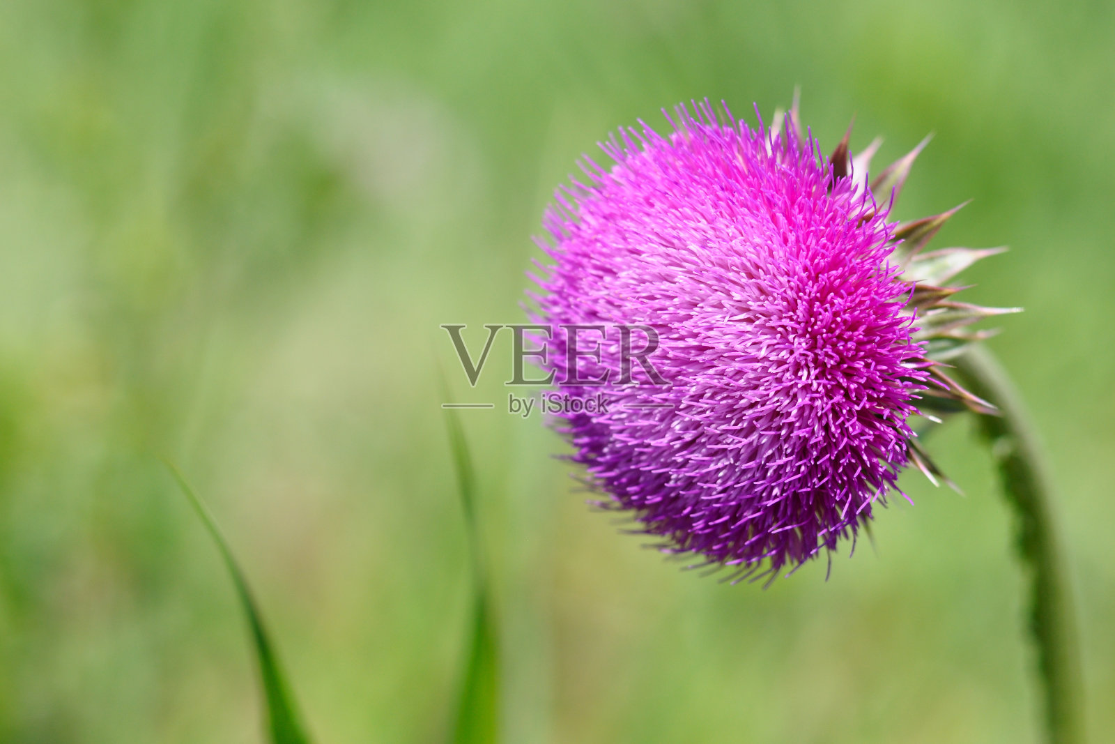 蓟花的特写镜头照片摄影图片