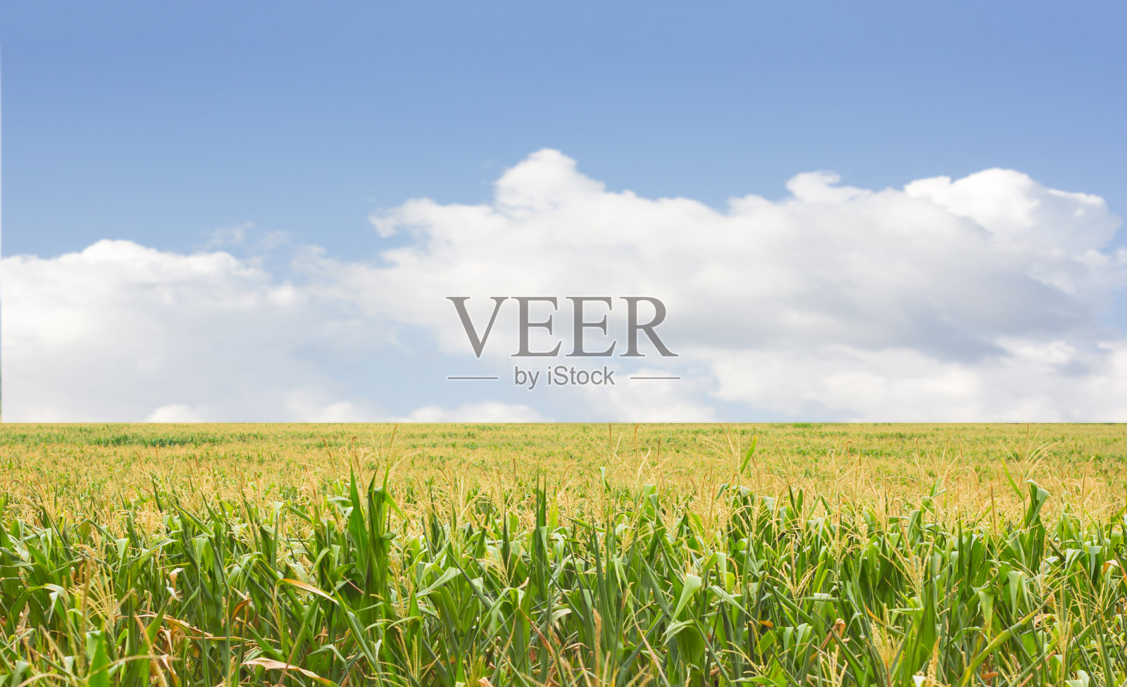 玉米田照片摄影图片