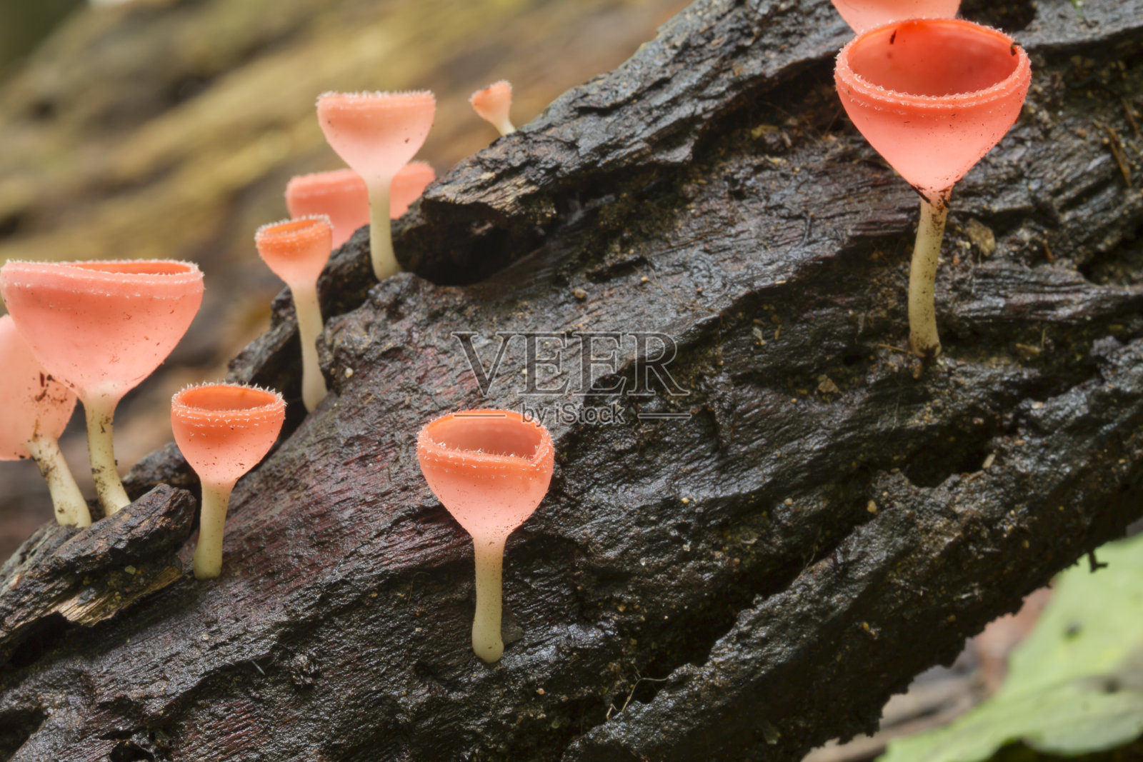 森林中的粉红烧杯蘑菇照片摄影图片