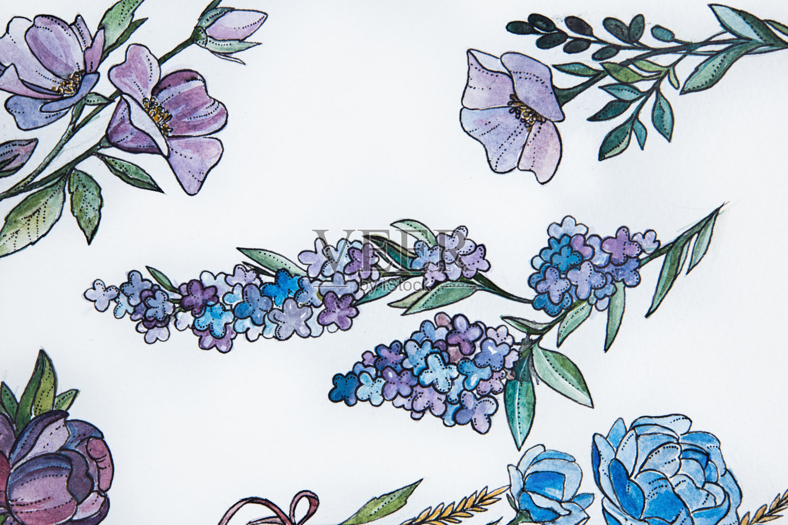 白色背景上美丽盛开的花朵的素描。照片摄影图片