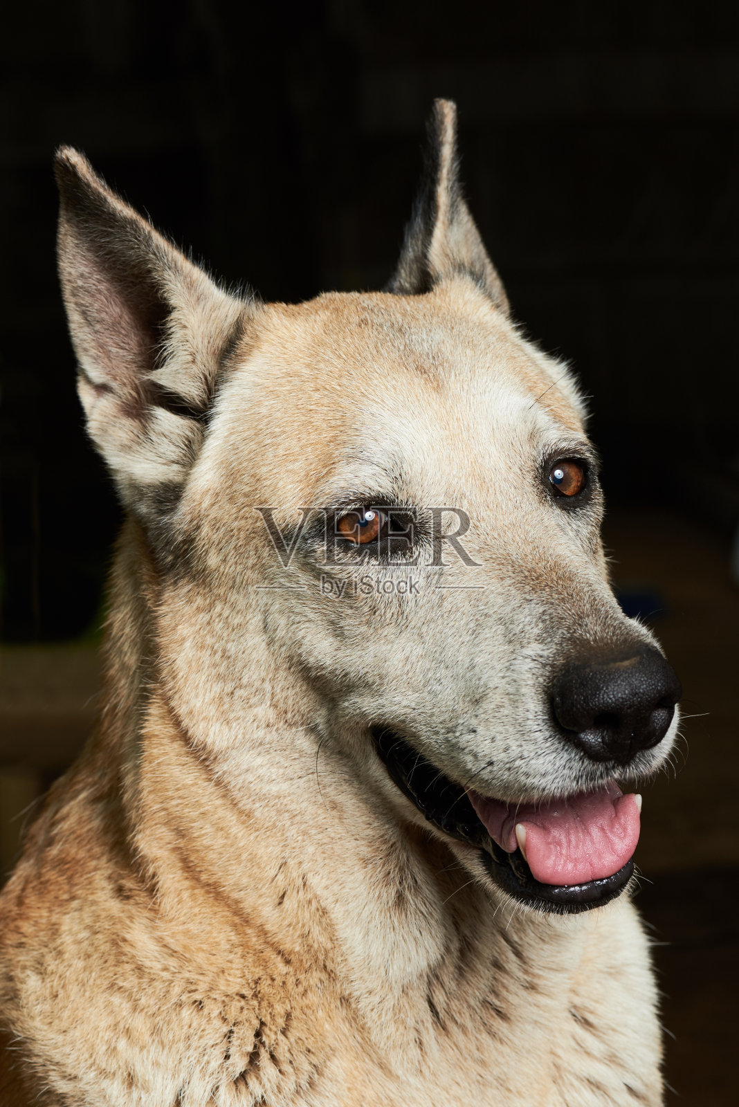 勇敢的牧羊犬照片摄影图片