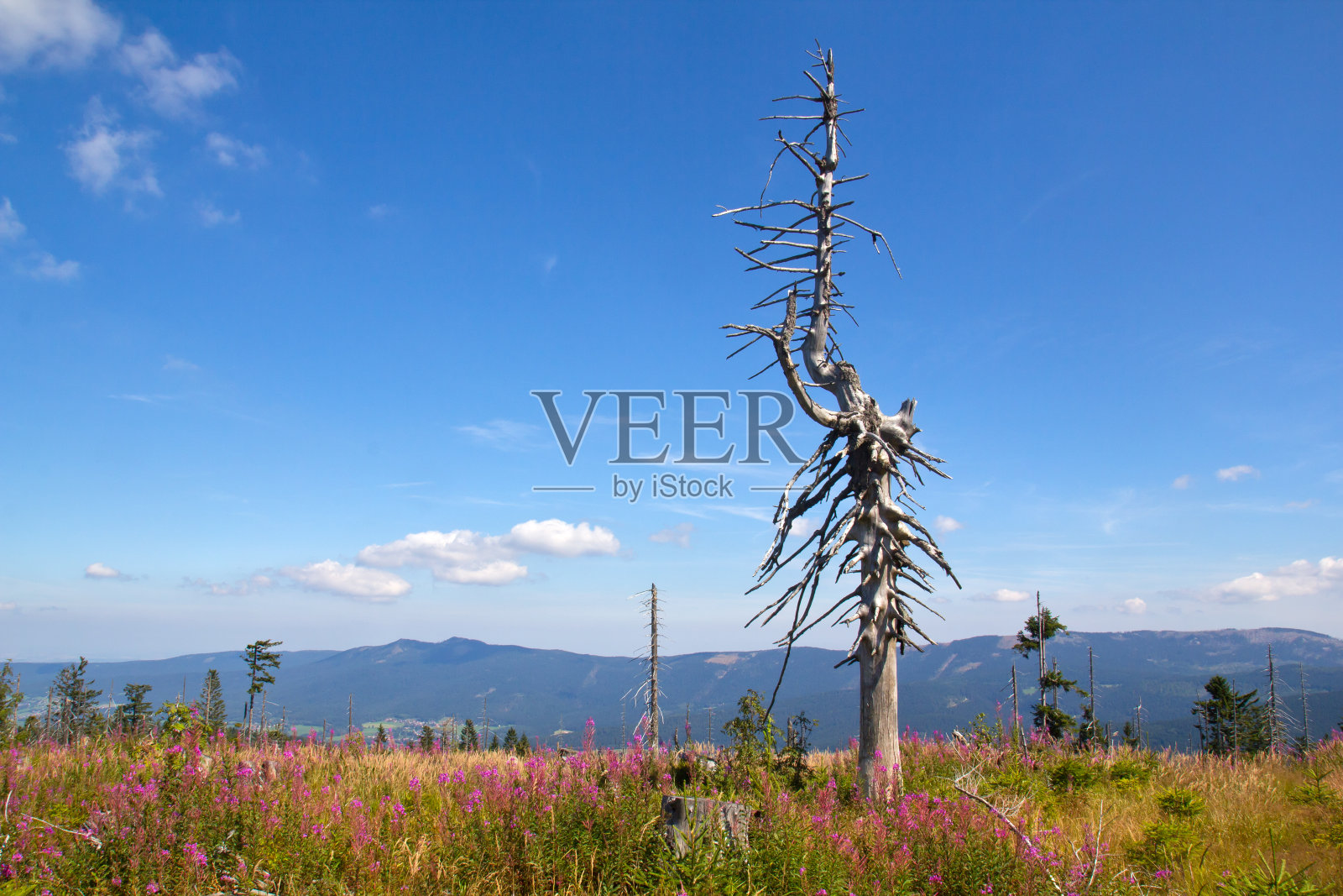 山上的枯树照片摄影图片