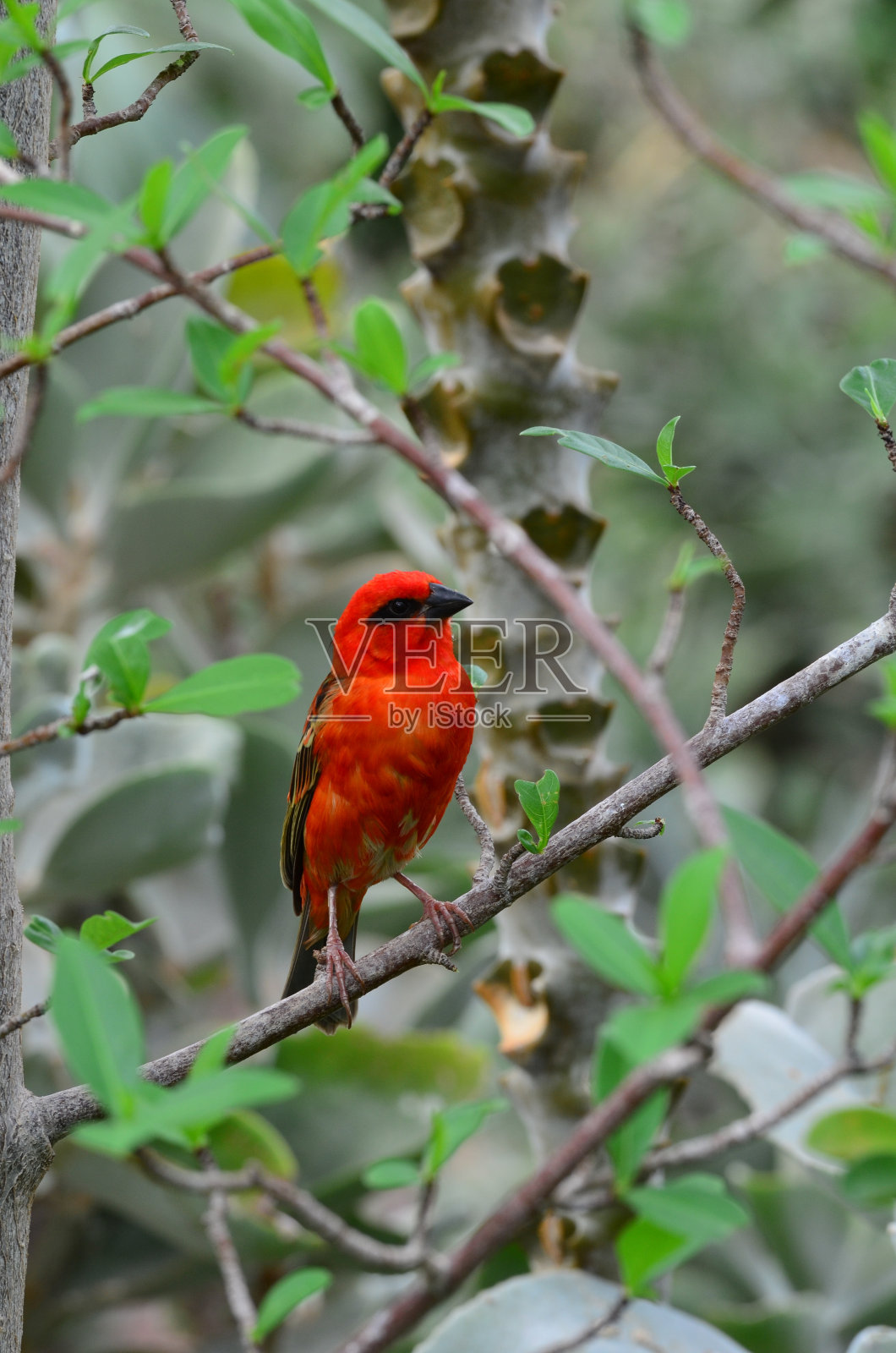 鸟照片摄影图片