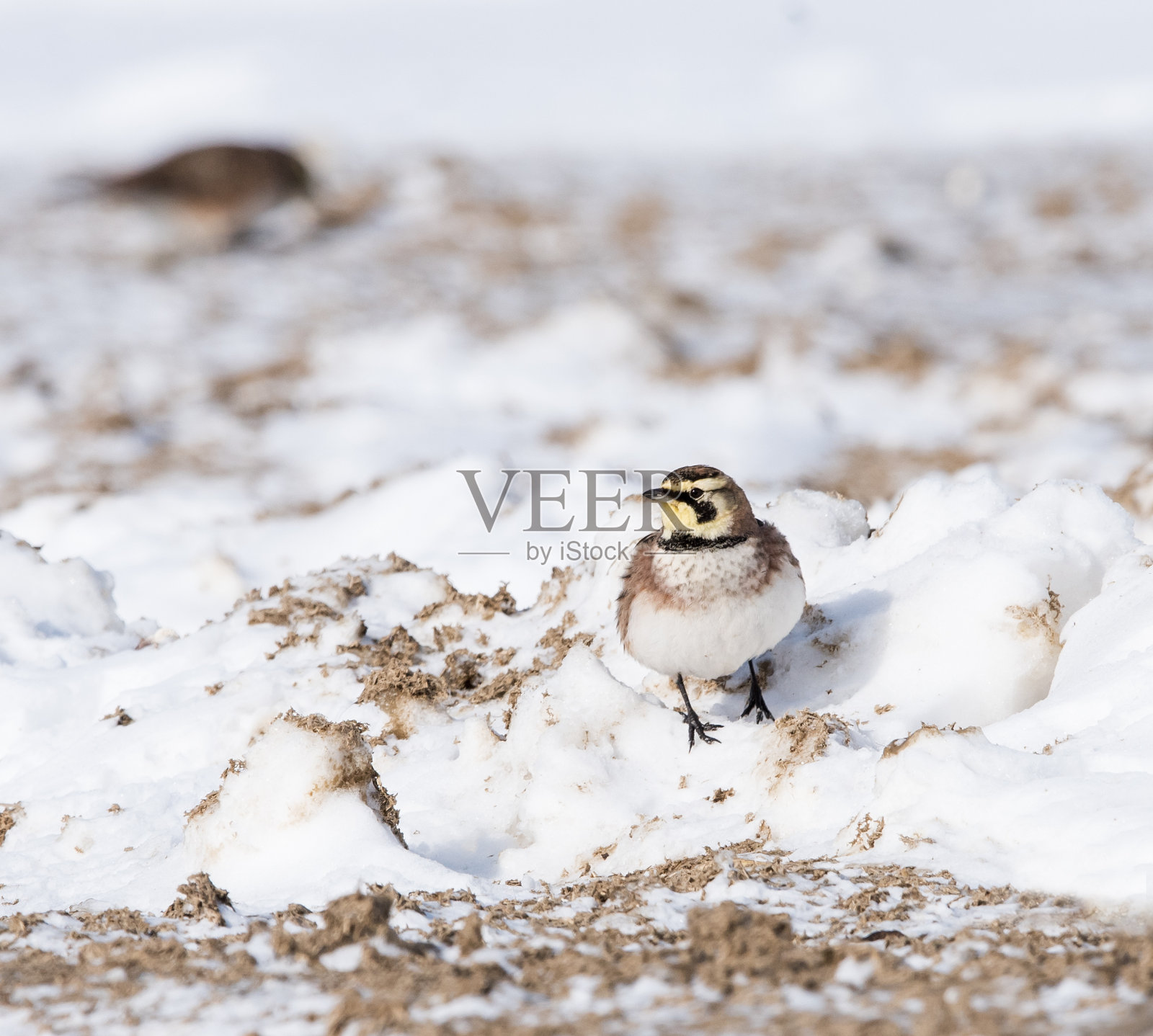 冬天的角云雀照片摄影图片