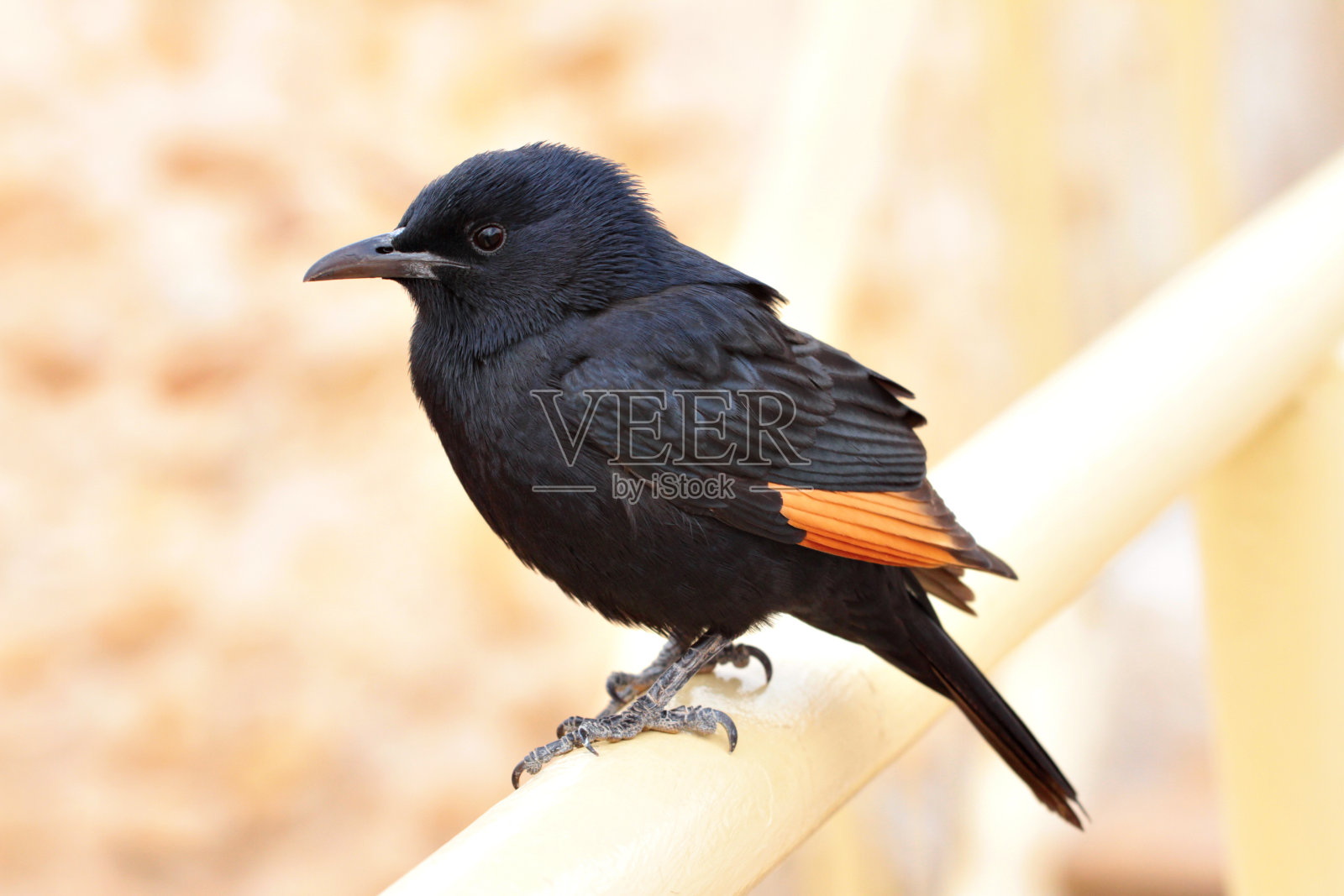 特里斯特拉姆的星空照片摄影图片