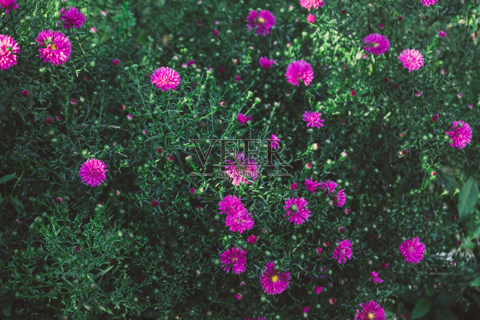 花园里开着紫菀花照片摄影图片