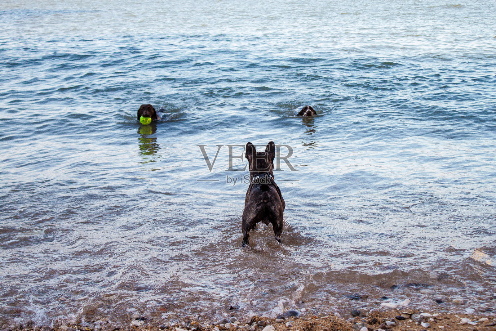 狗玩照片摄影图片