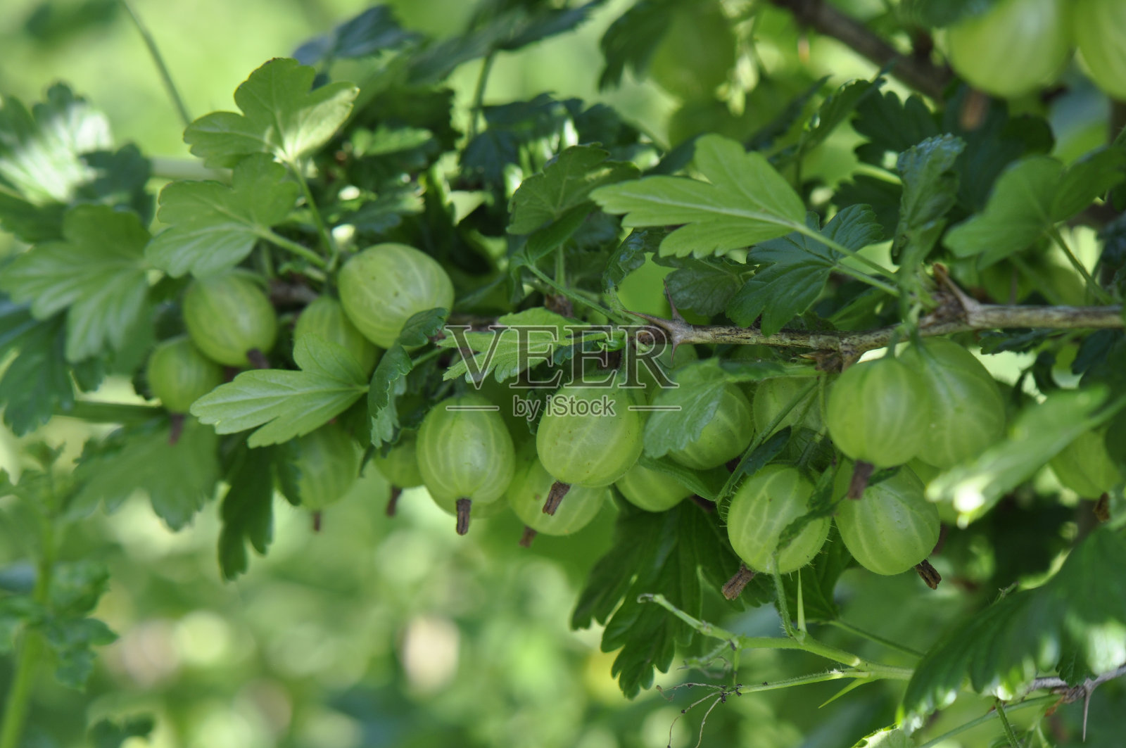 树上生长的水果特写镜头照片摄影图片