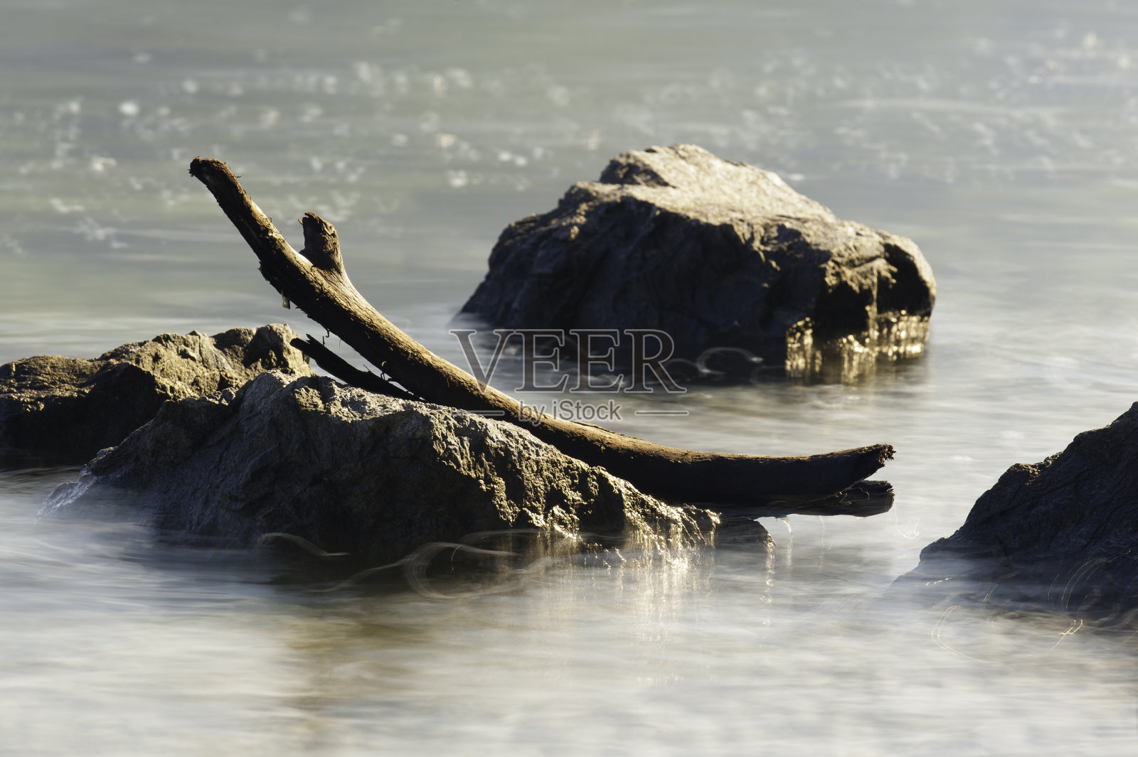 干死的分支照片摄影图片