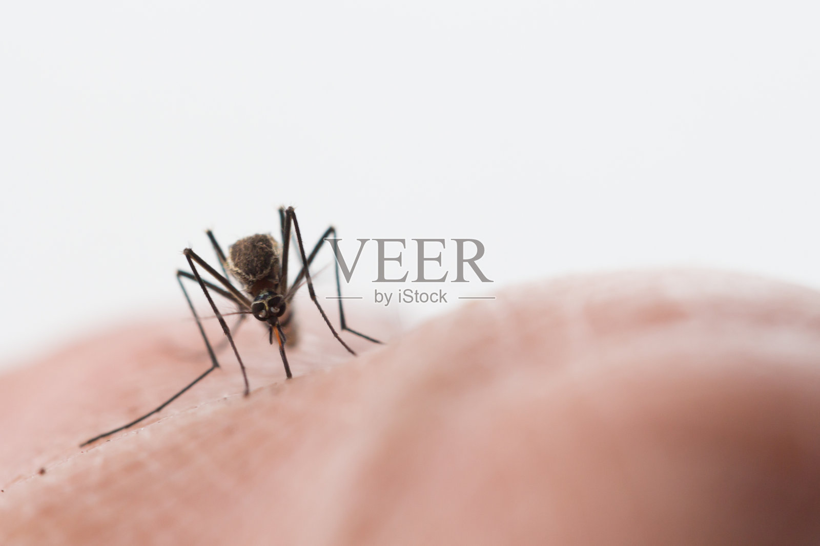 埃及伊蚊。靠近一只吸人血的蚊子照片摄影图片