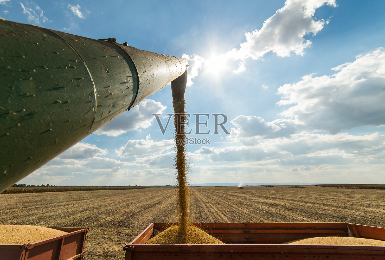 把黄豆照片摄影图片