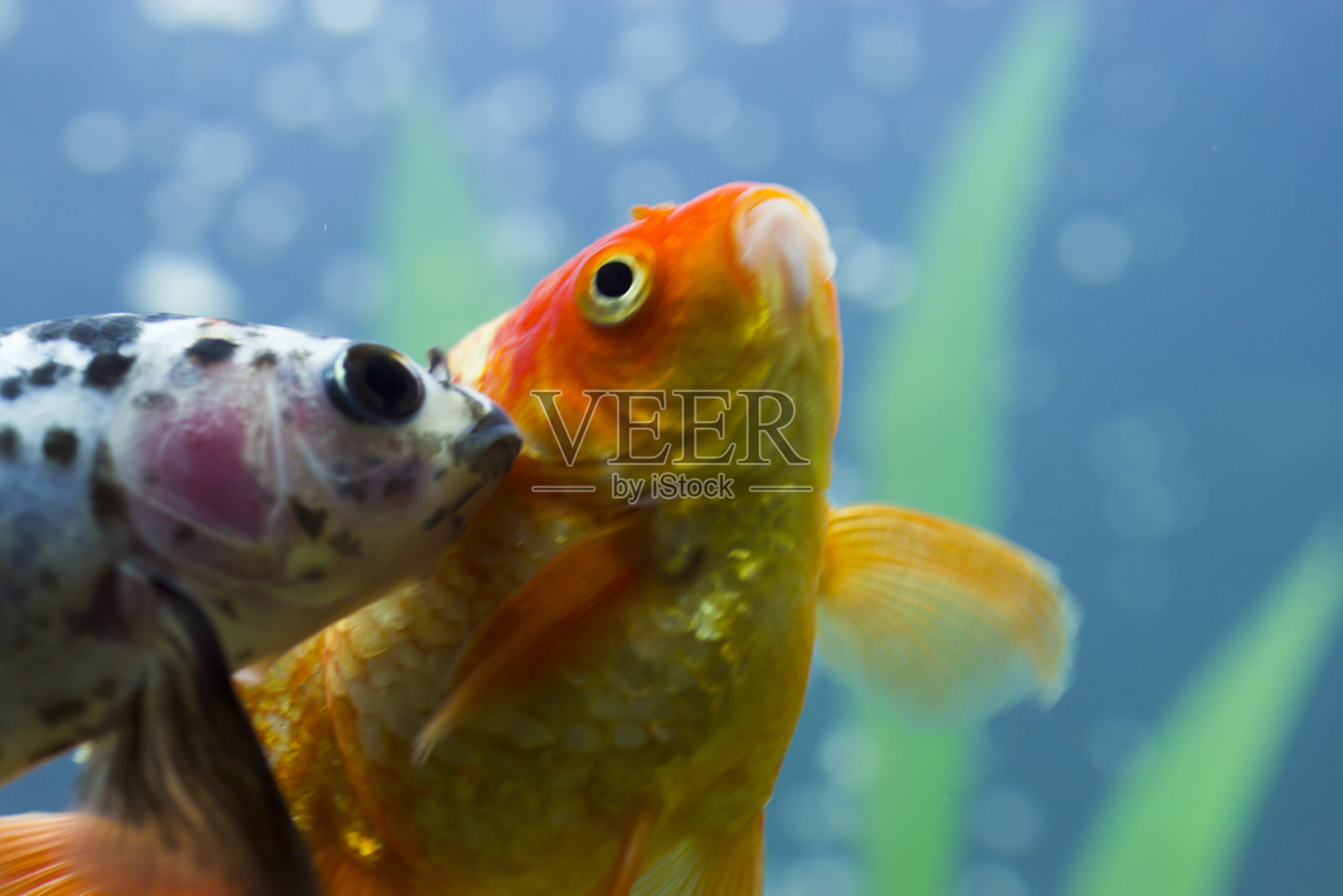 水族馆里的小鱼照片摄影图片