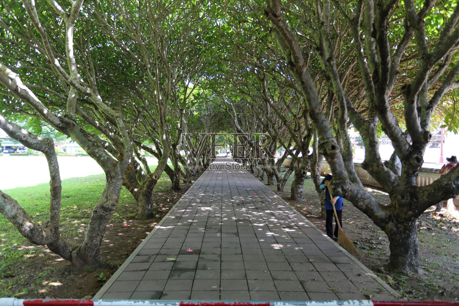 泰国南鸡蛋花隧道的通道照片摄影图片