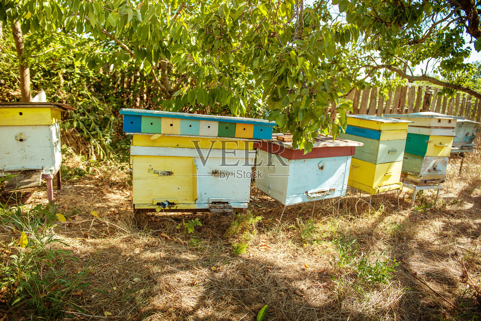 蜂巢照片摄影图片