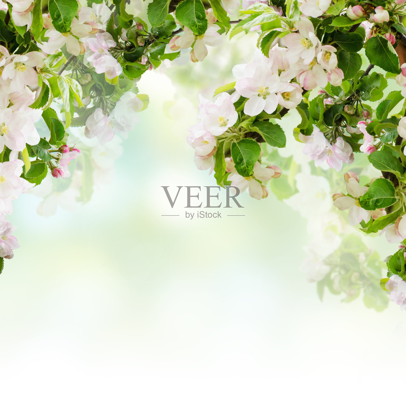 苹果公司的背景照片摄影图片