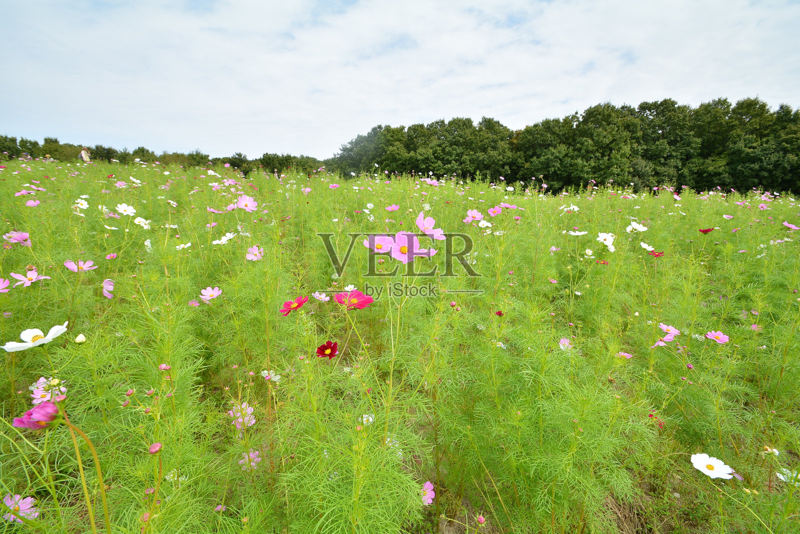 宇宙的花照片摄影图片