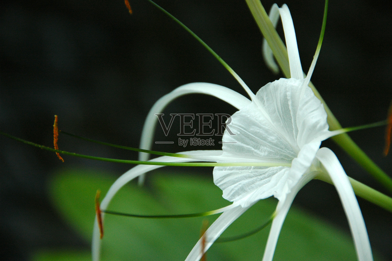 蜘蛛兰照片摄影图片