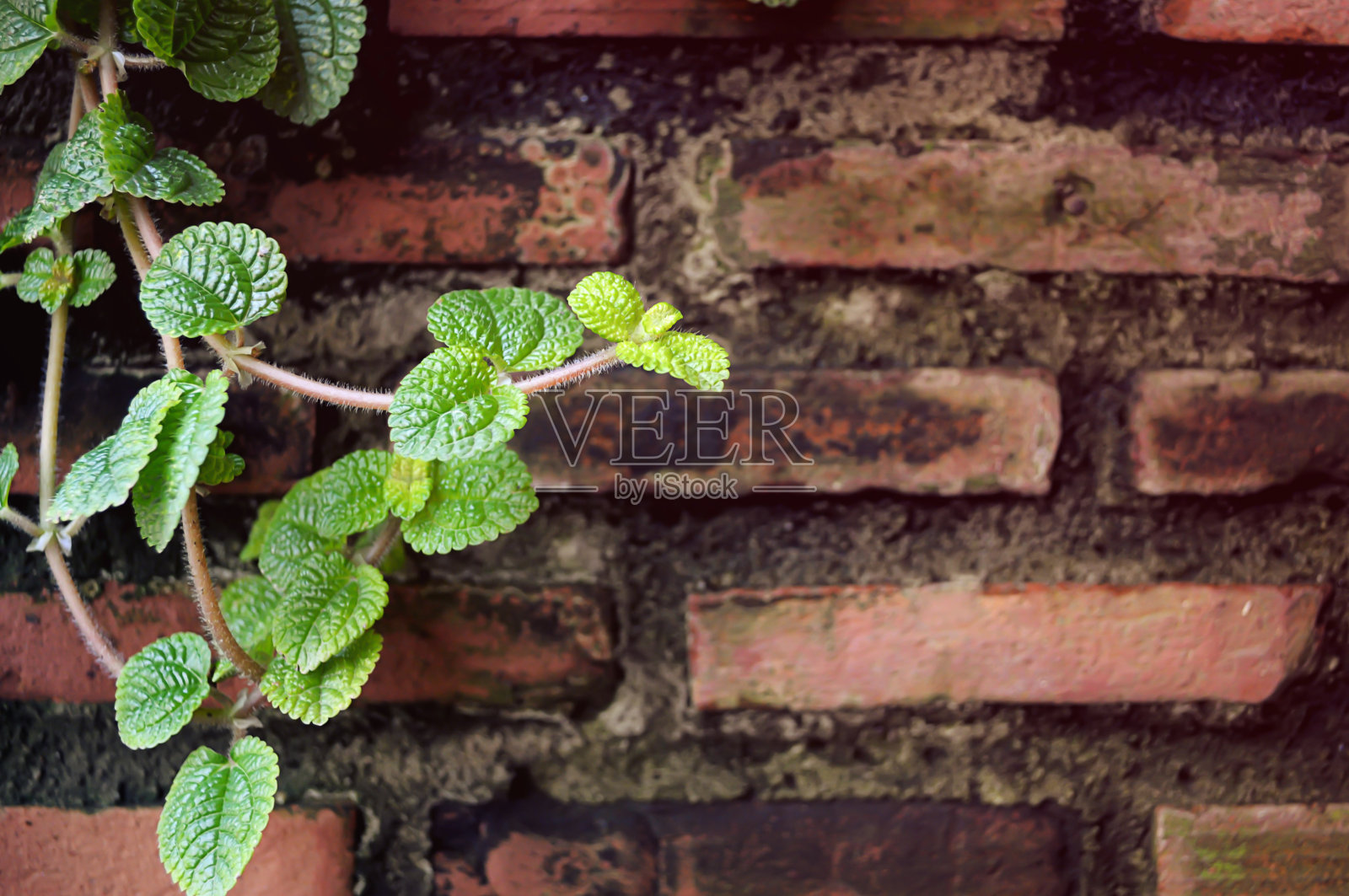 叶子在砖块上作为背景照片摄影图片