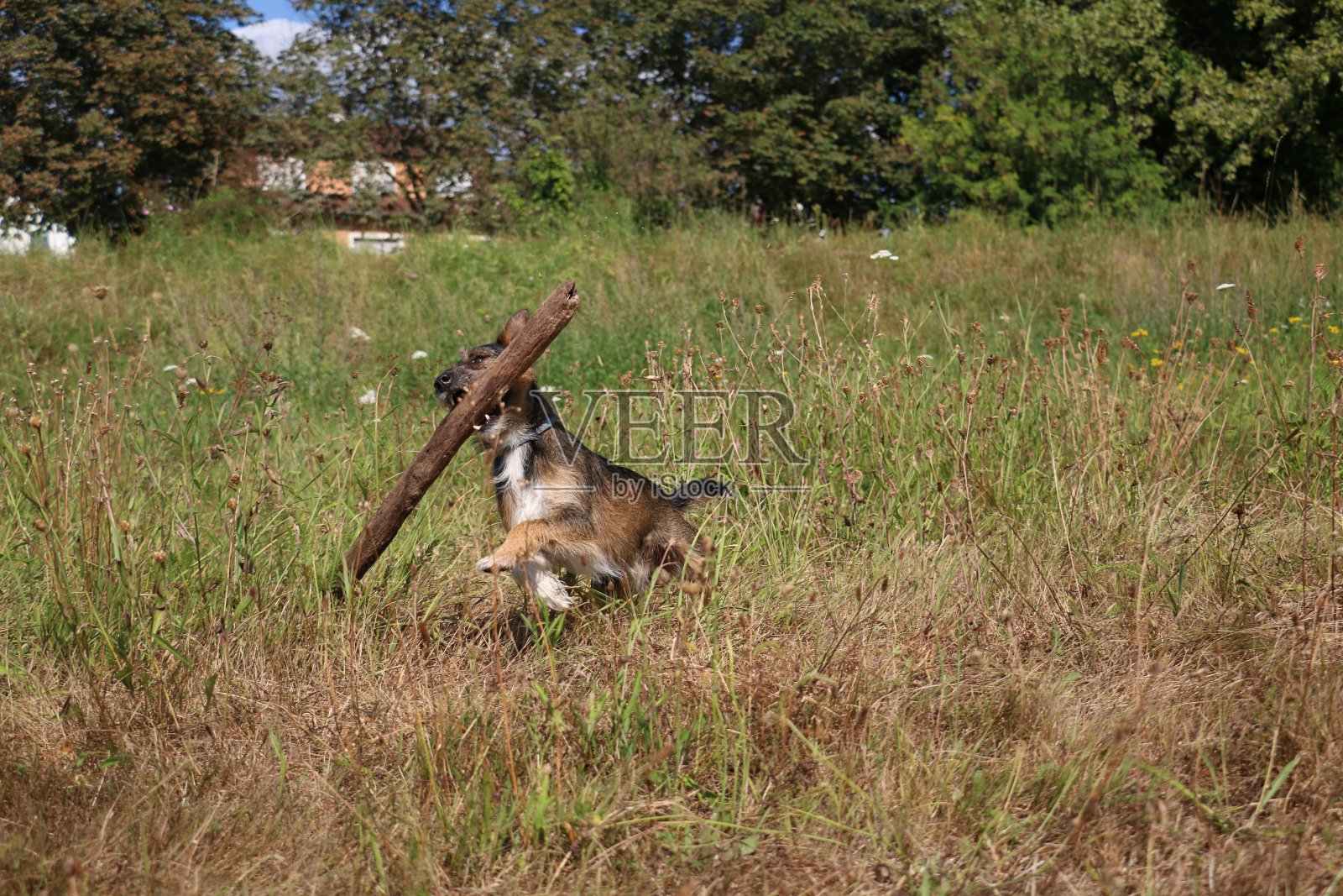玩狗照片摄影图片