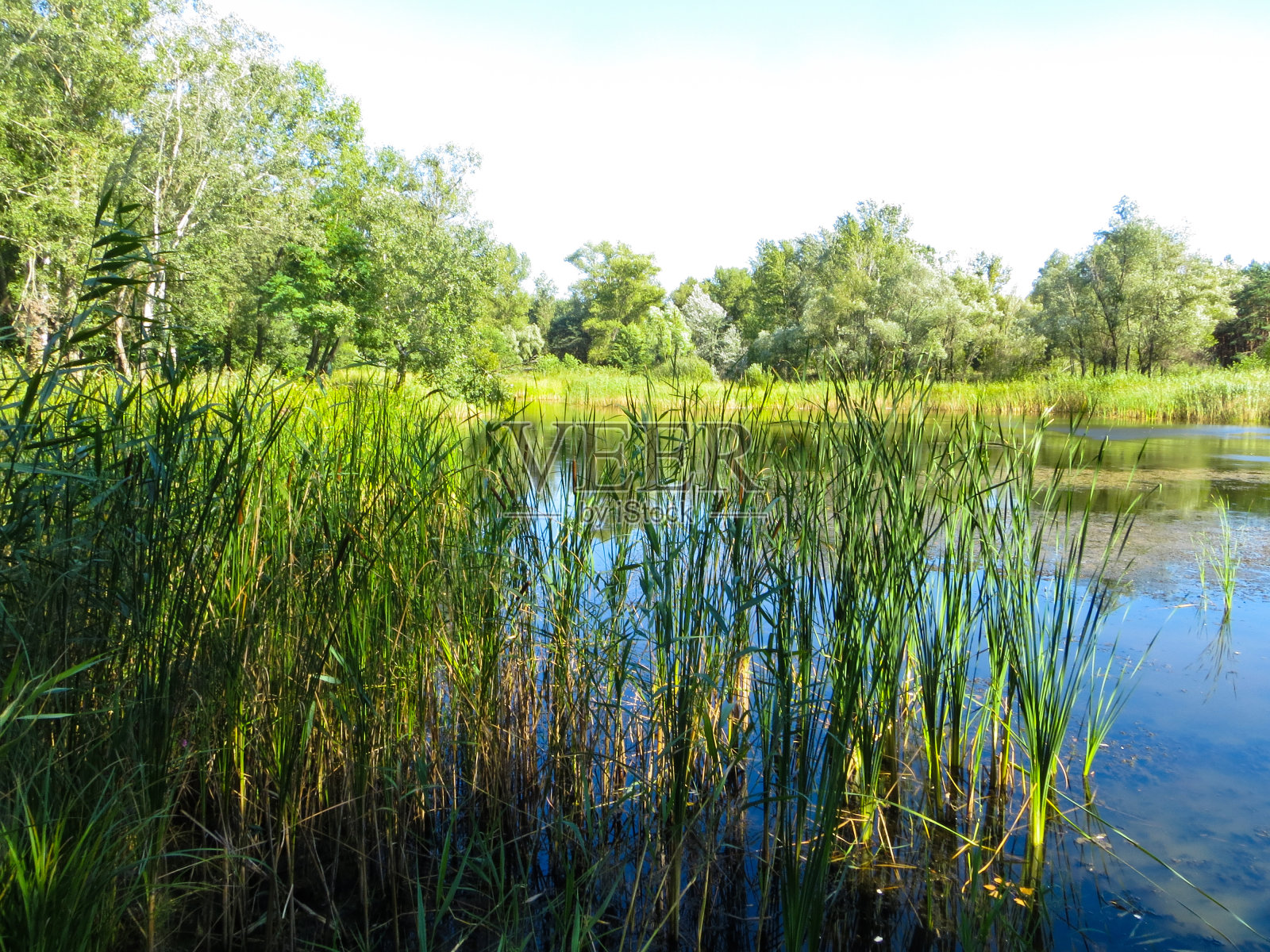 美丽的夏日湖泊照片摄影图片