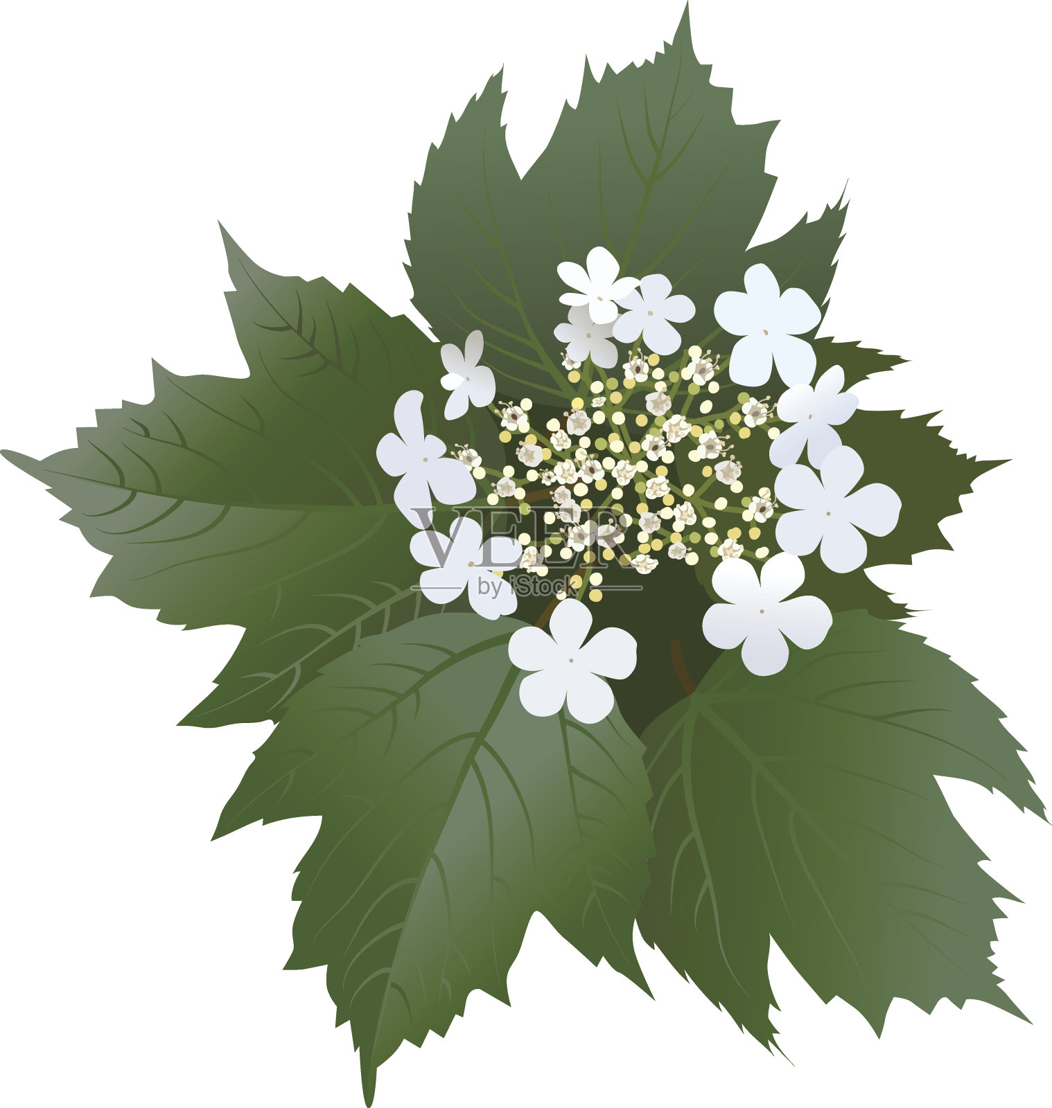 白色荚蒾花，有叶和芽插画图片素材