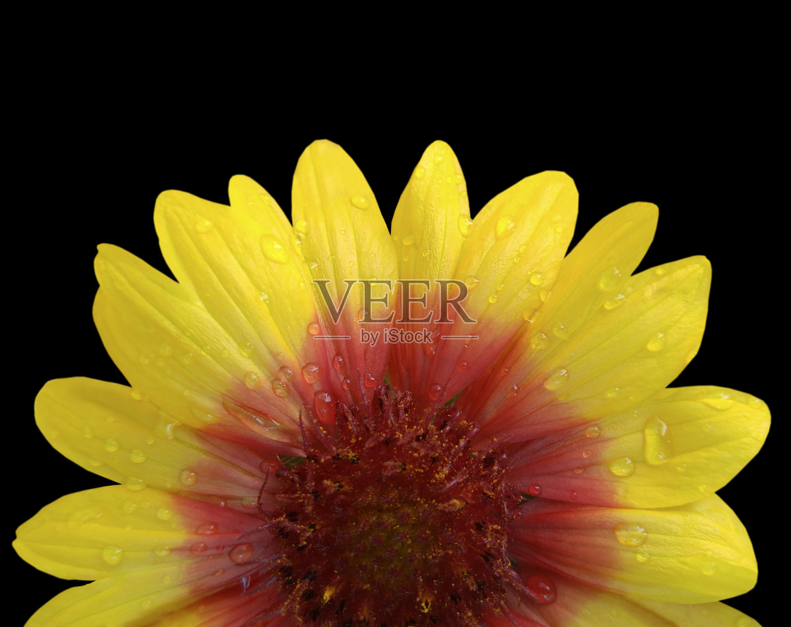 雨后黄花红花。黑色孤立的背景照片摄影图片