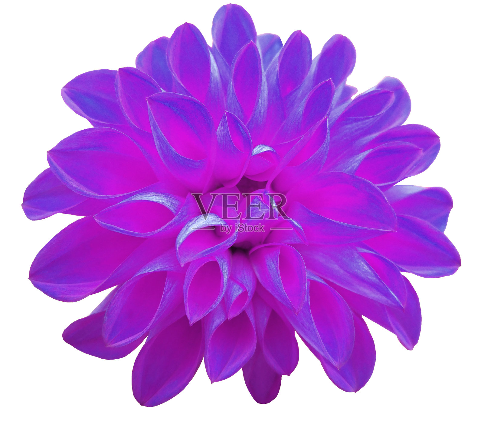 花紫罗兰大丽花孤立在白色的背景。照片摄影图片