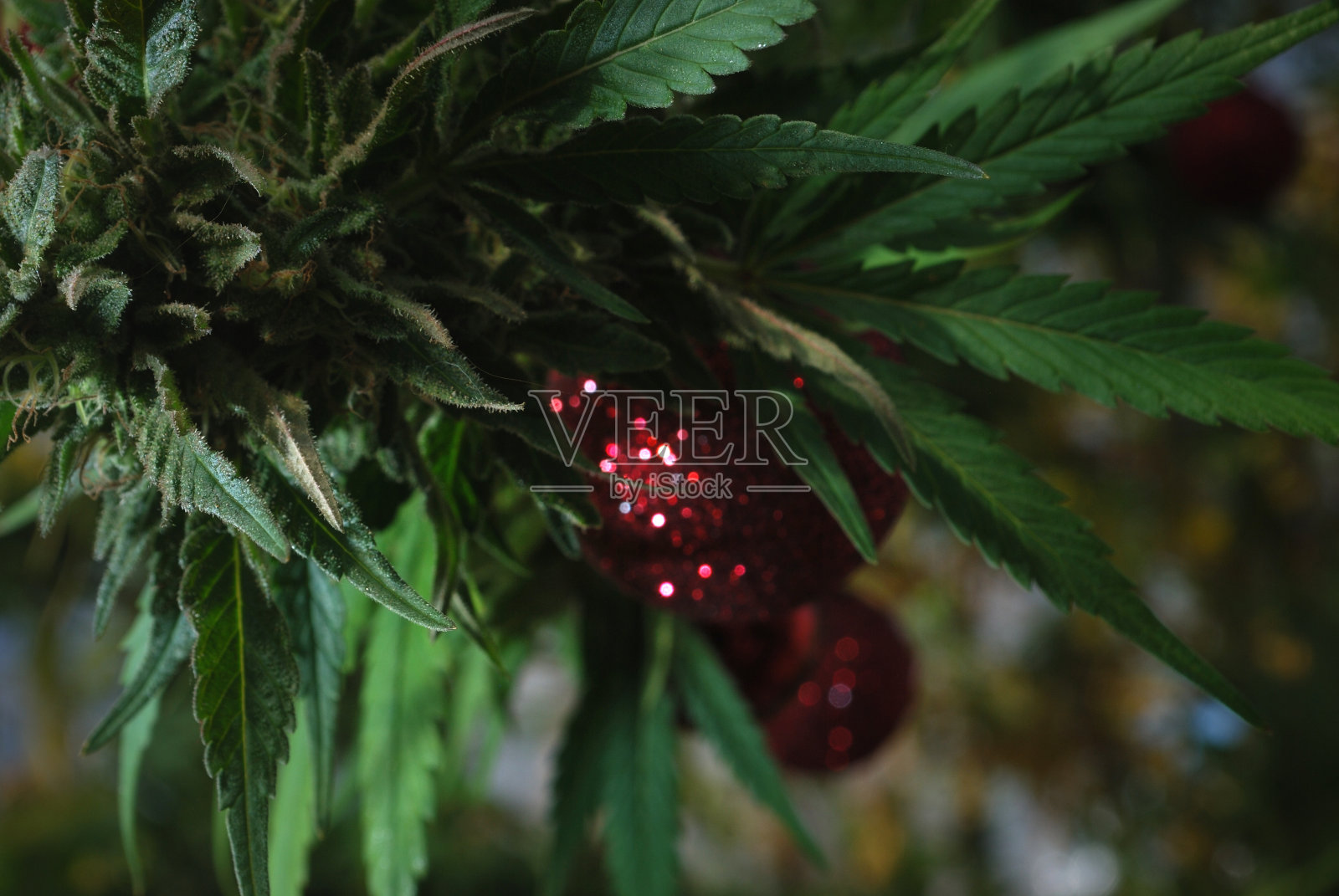 圣诞花蕾照片摄影图片