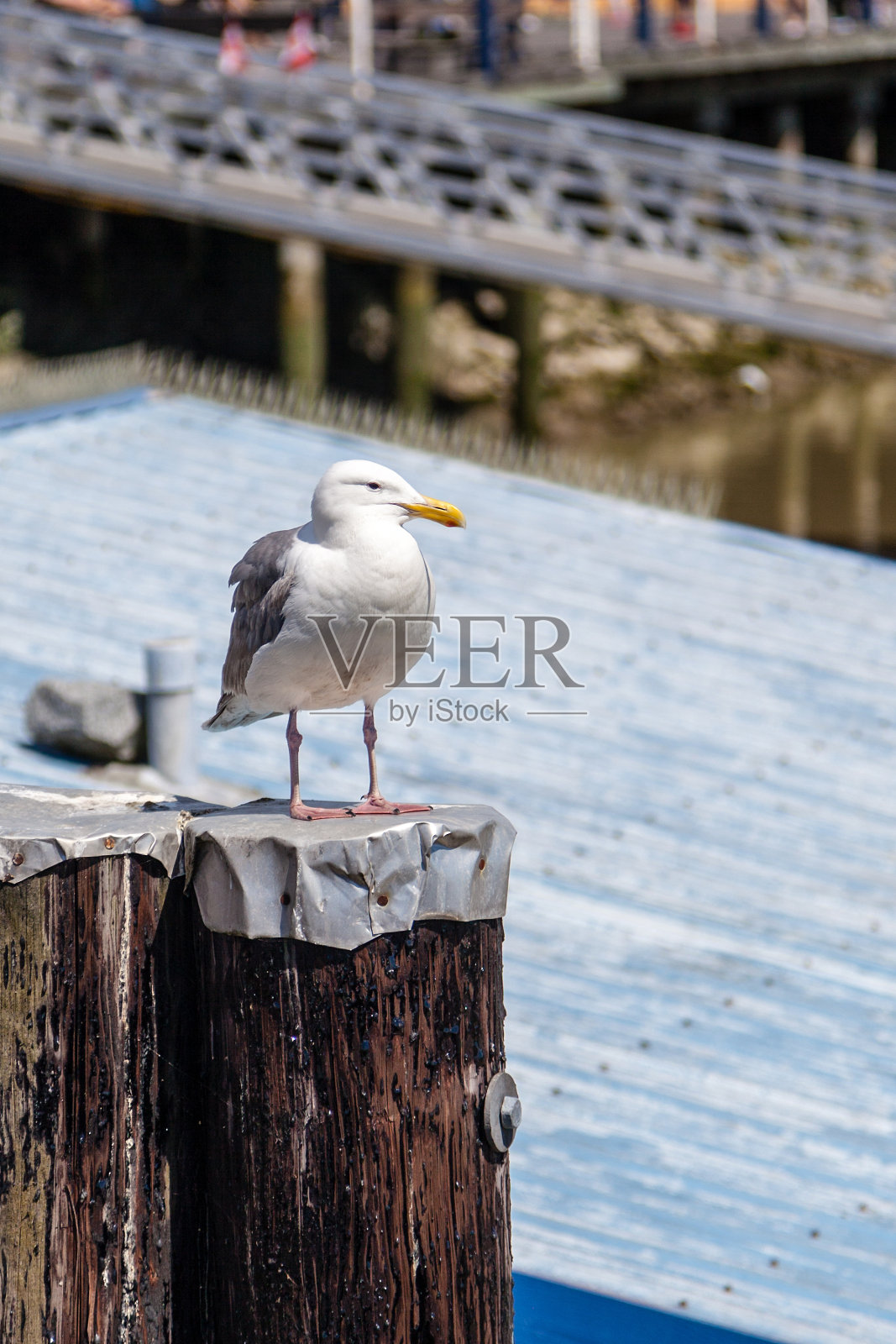 西鲱鱼海鸥照片摄影图片
