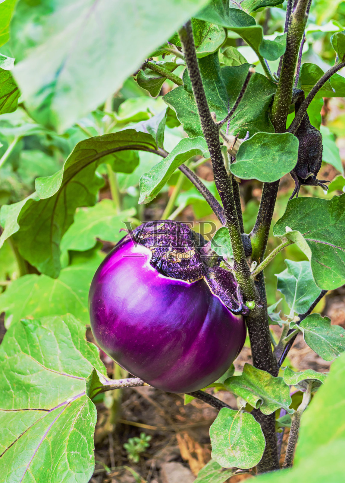 床上的茄子照片摄影图片