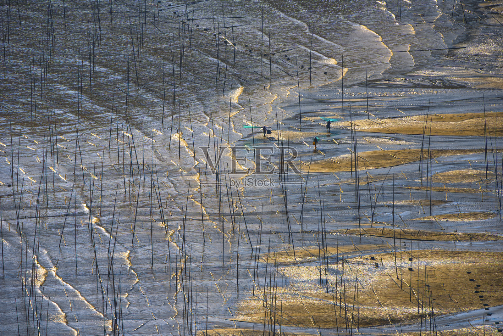 特雷照片摄影图片