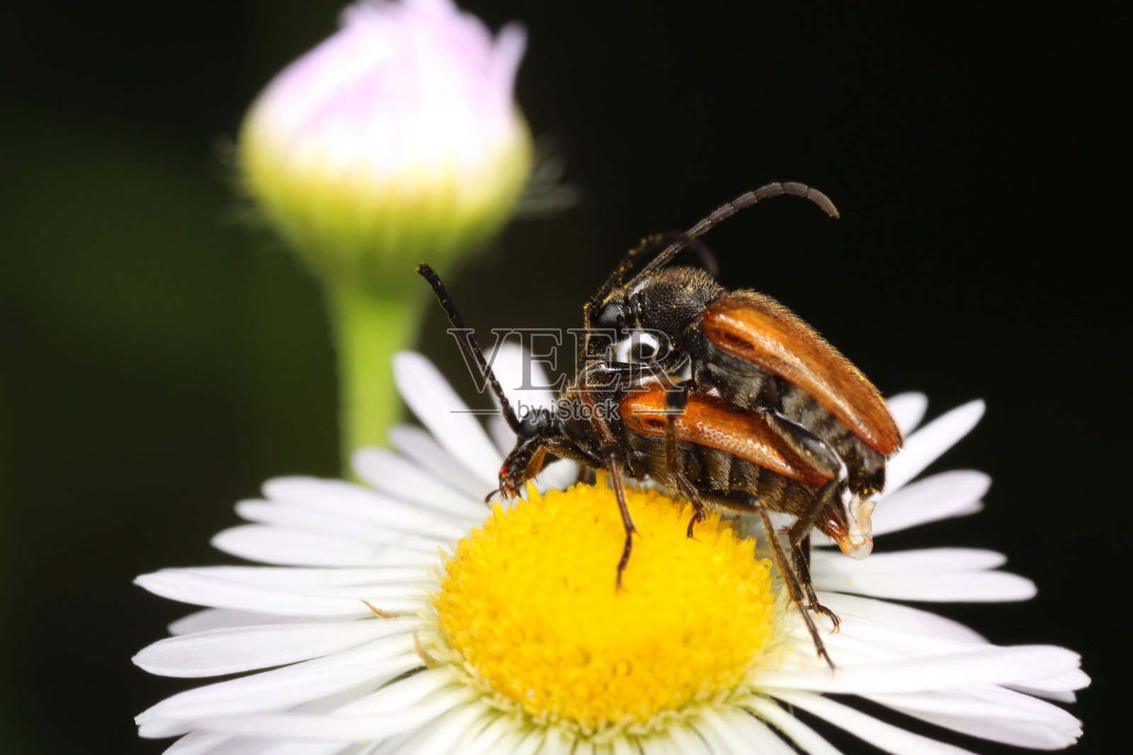 血红长角仙照片摄影图片
