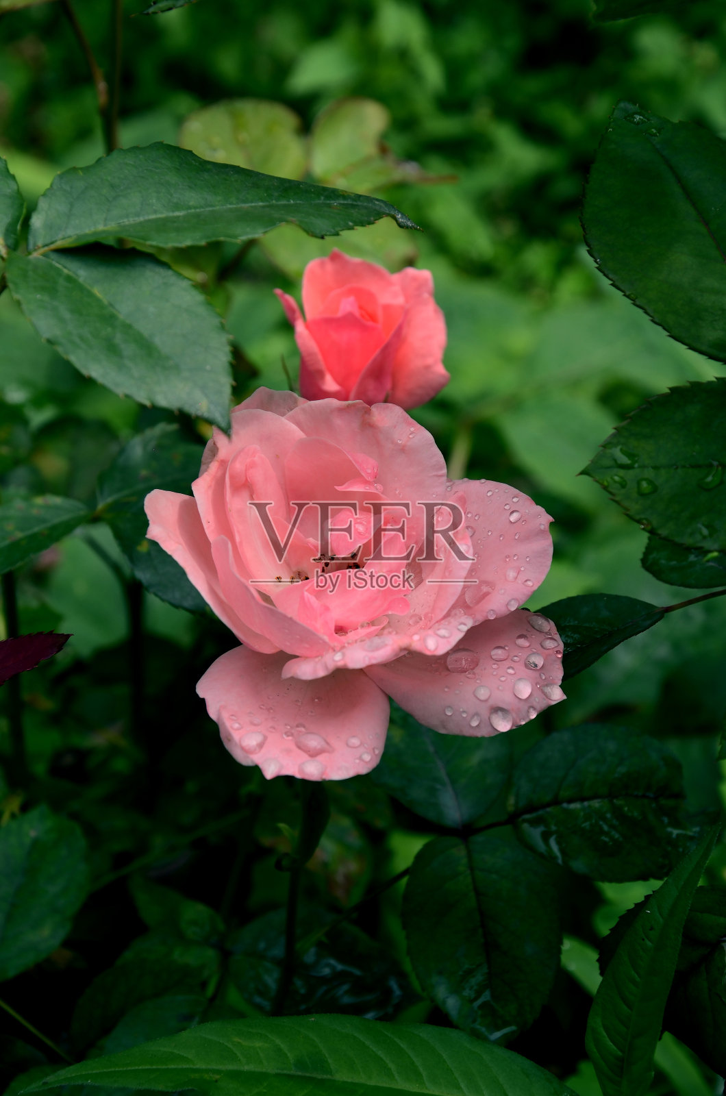 美丽的粉红色玫瑰花蕾雨后照片摄影图片