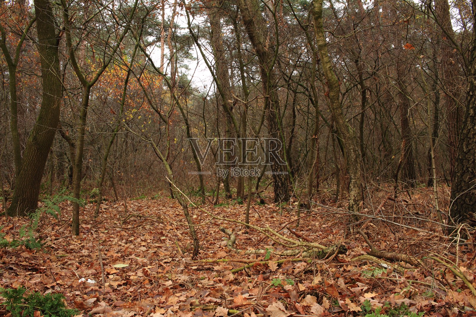 赫布斯特瓦尔德照片摄影图片