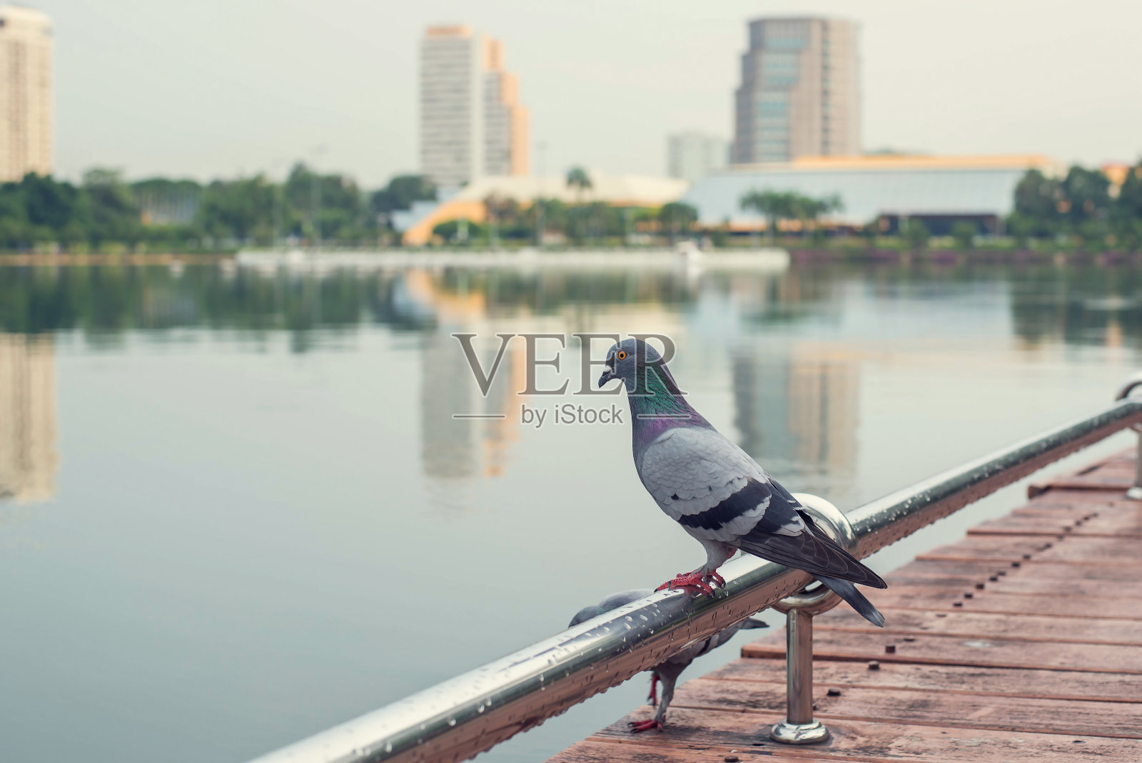 鸽子栖息在以湖泊为背景的钢铁上照片摄影图片