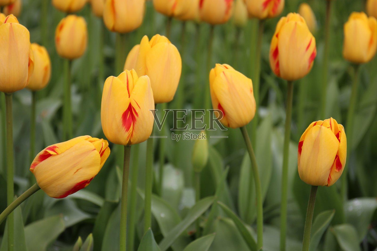 黄色郁金香照片摄影图片