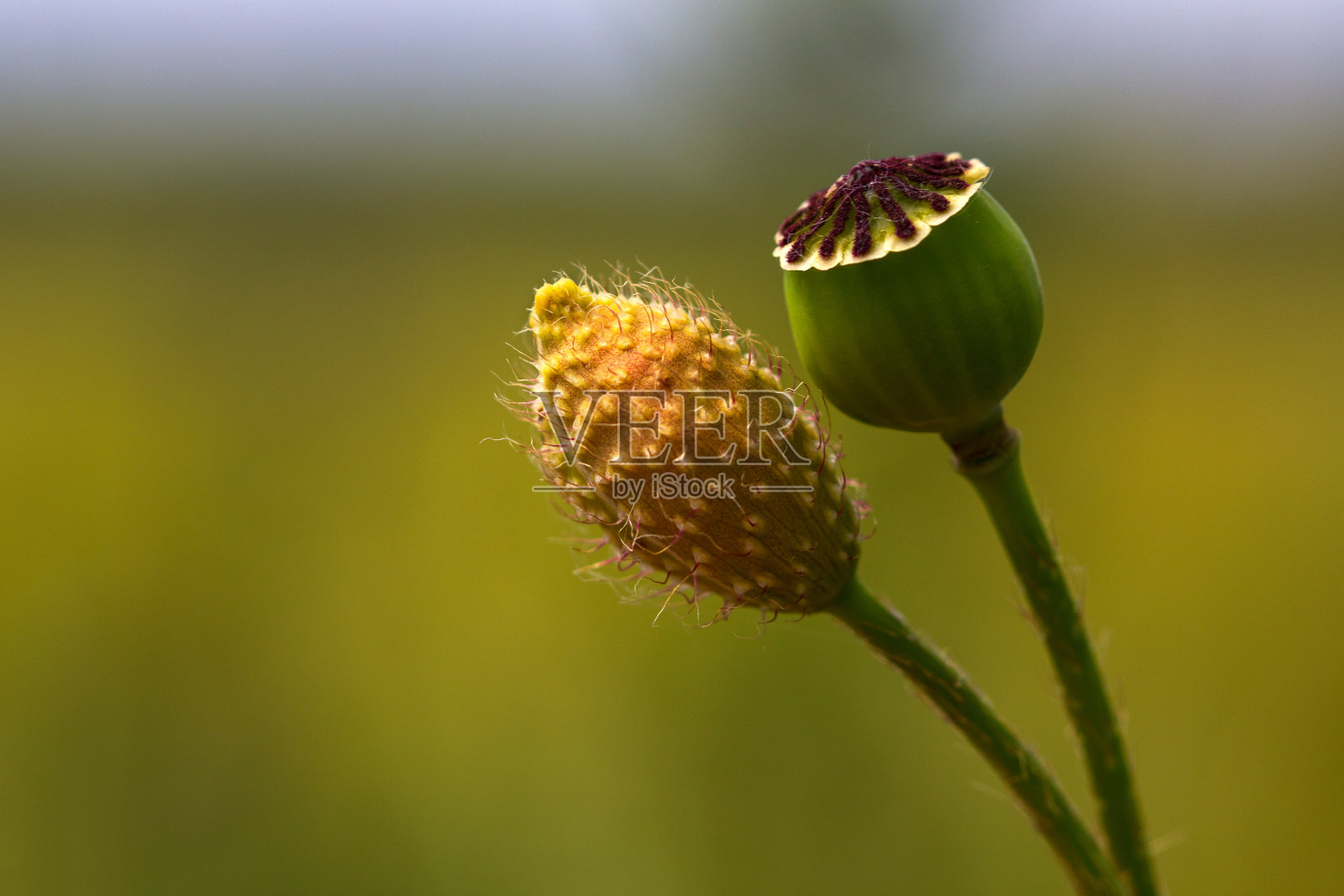 在一起照片摄影图片