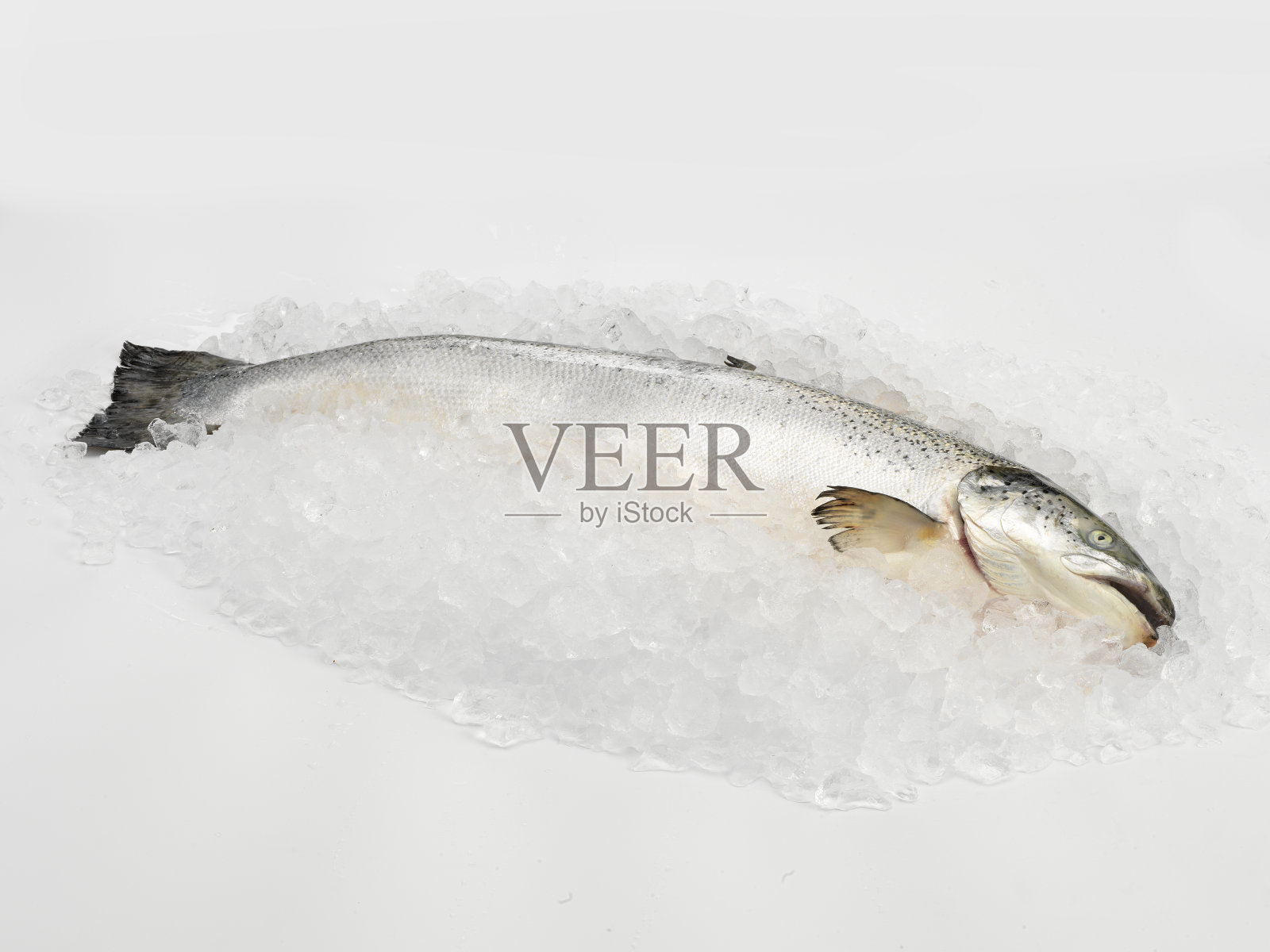 鲑鱼在冰上照片摄影图片