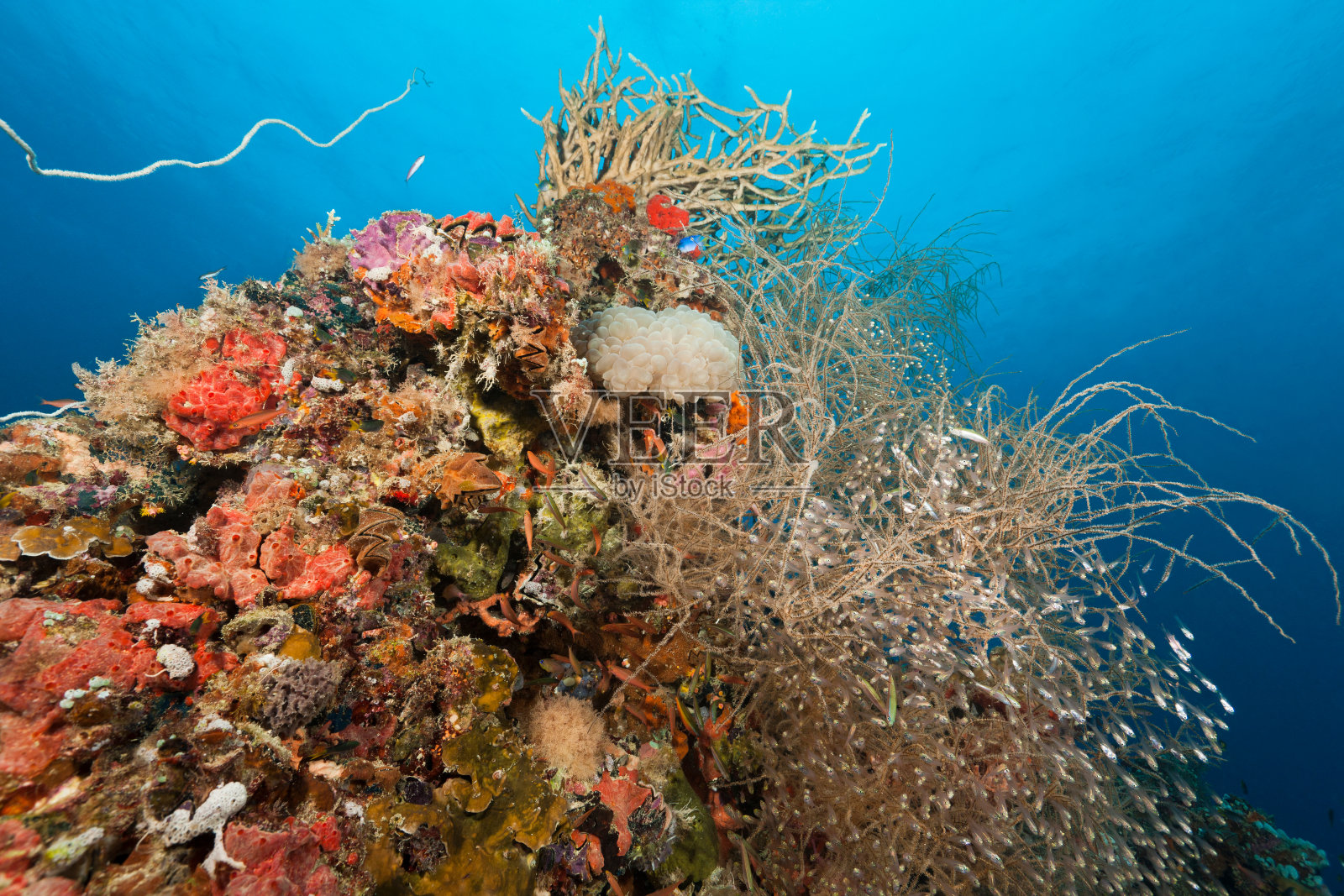 大群的玻璃鱼和其他有珊瑚和海绵的鱼照片摄影图片