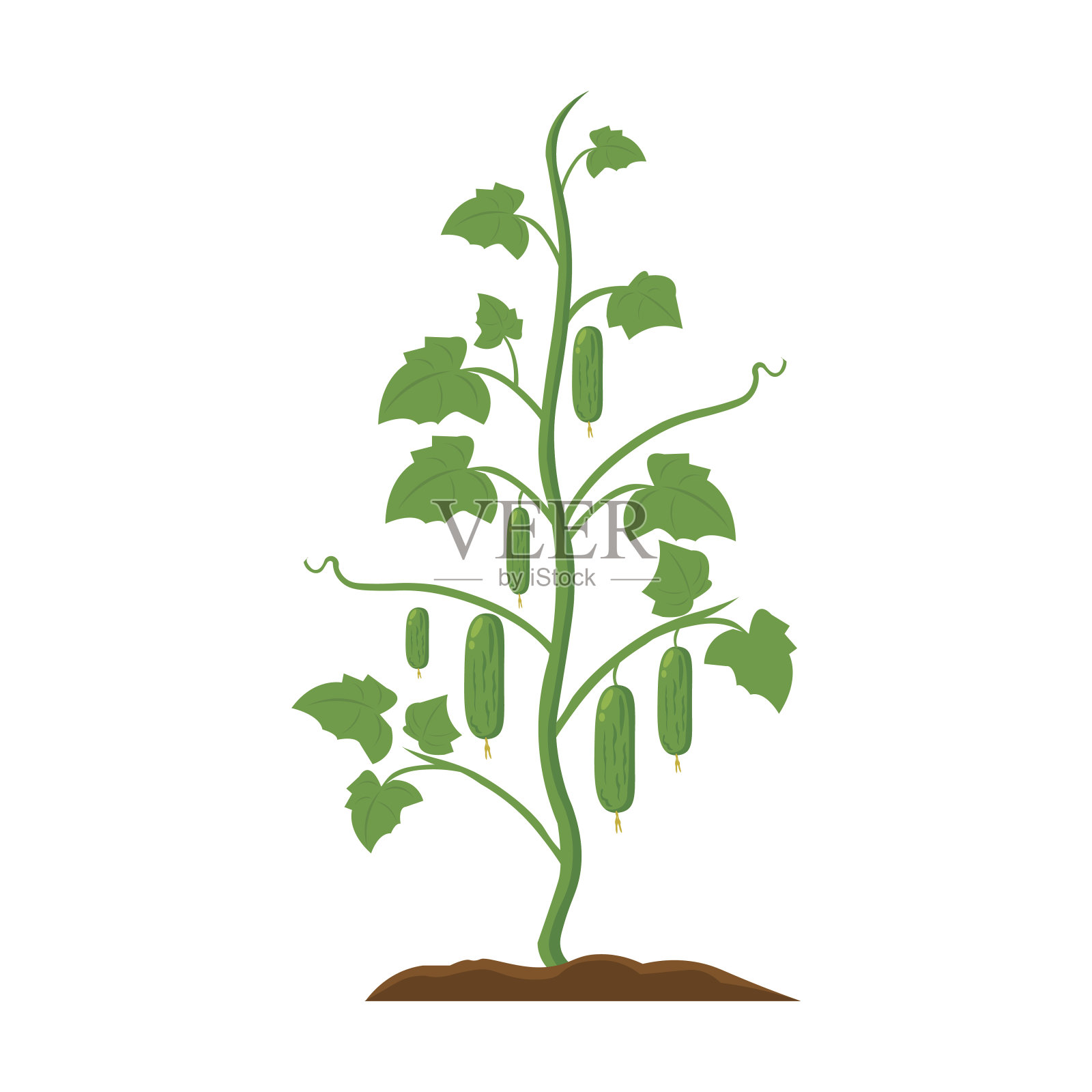 黄瓜图标卡通。来自大农场的单一植物图标，设计元素图片