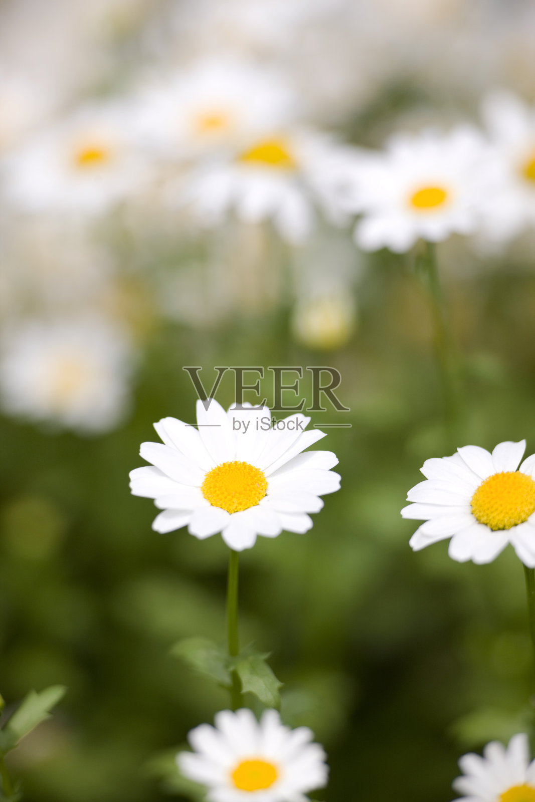 花圃照片摄影图片