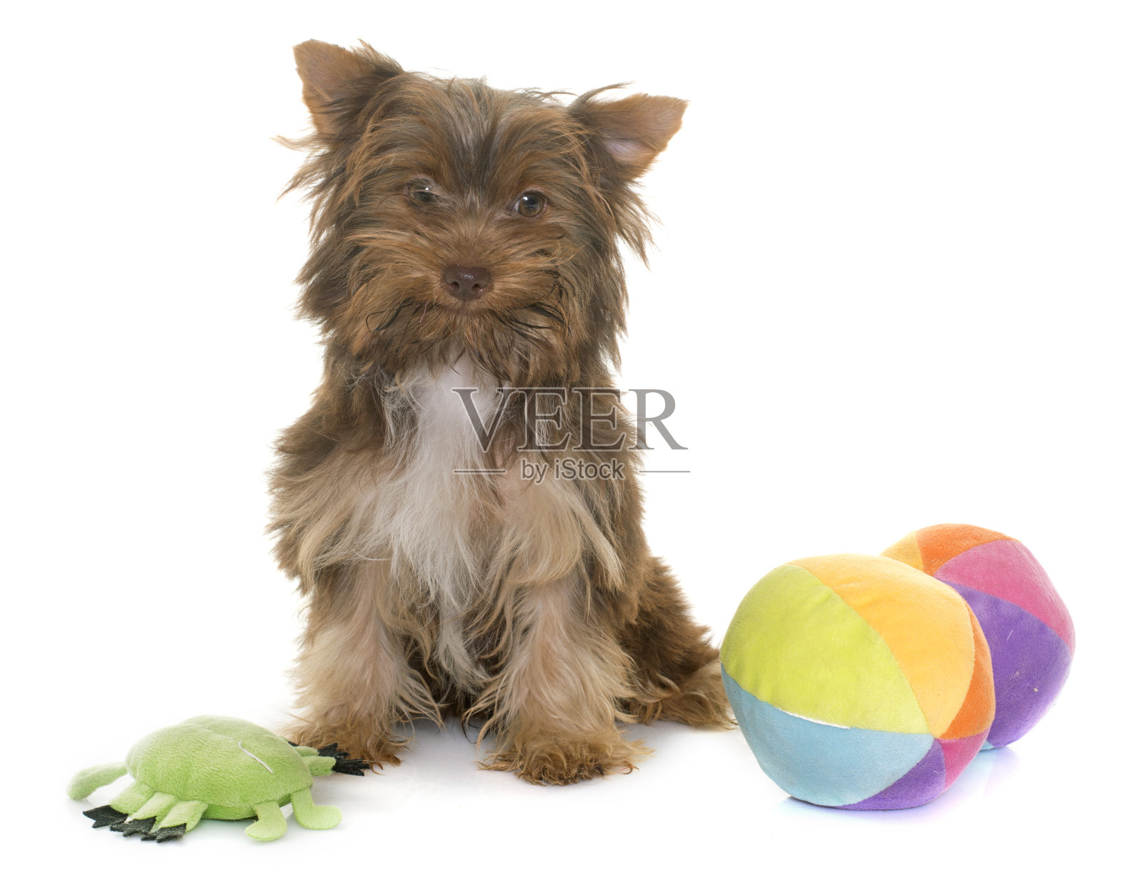 巧克力小狗约克郡梗照片摄影图片