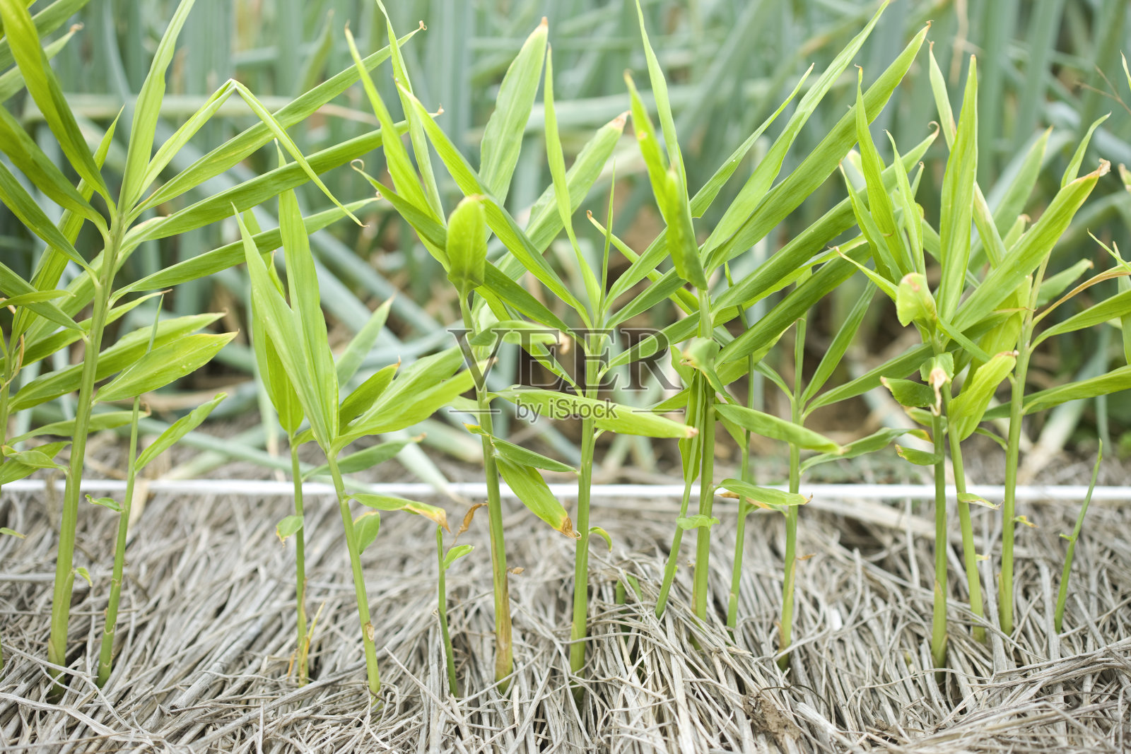 农场里的姜照片摄影图片